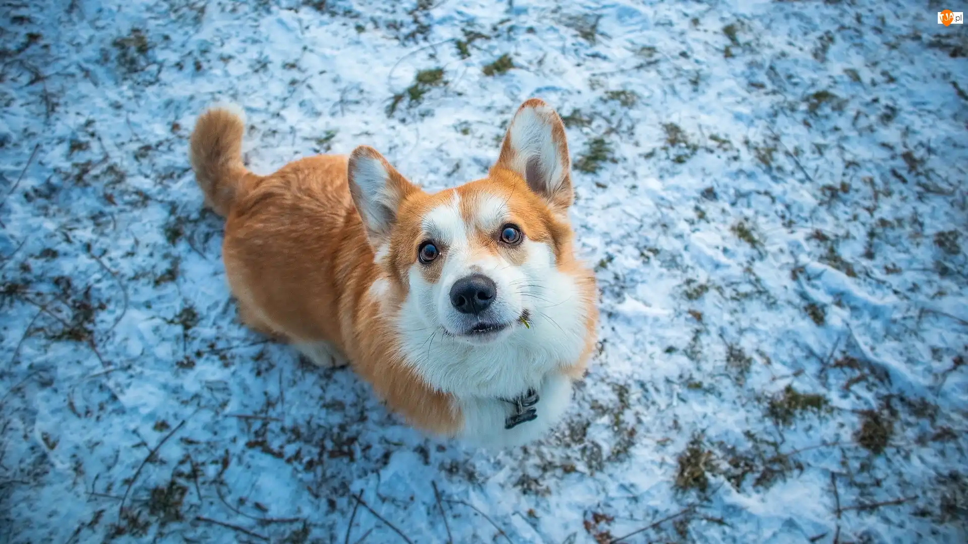 Zima, Spojrzenie, Welsh corgi pembroke, Pies, Trawa