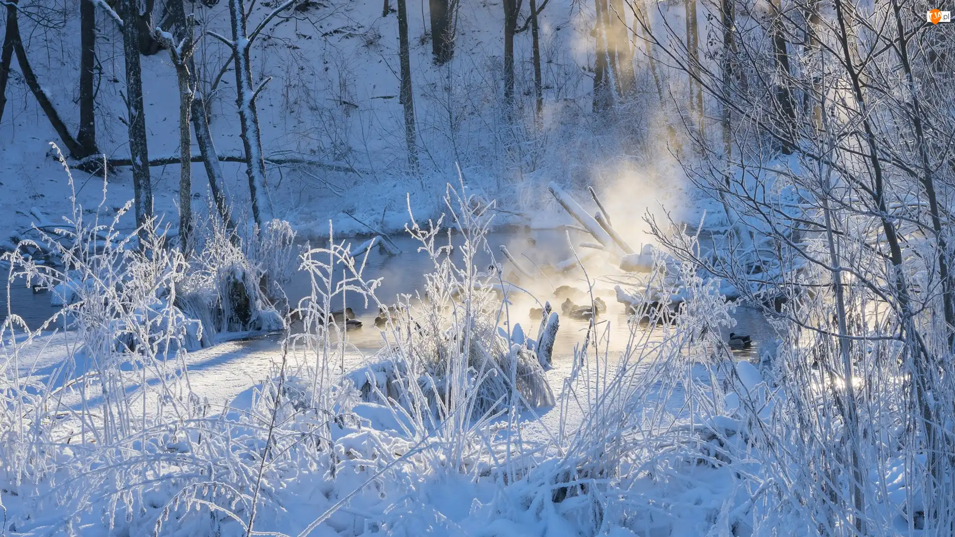 Las, Drzewa, Światło, Zima, Przebijające, Śnieg, Rośliny