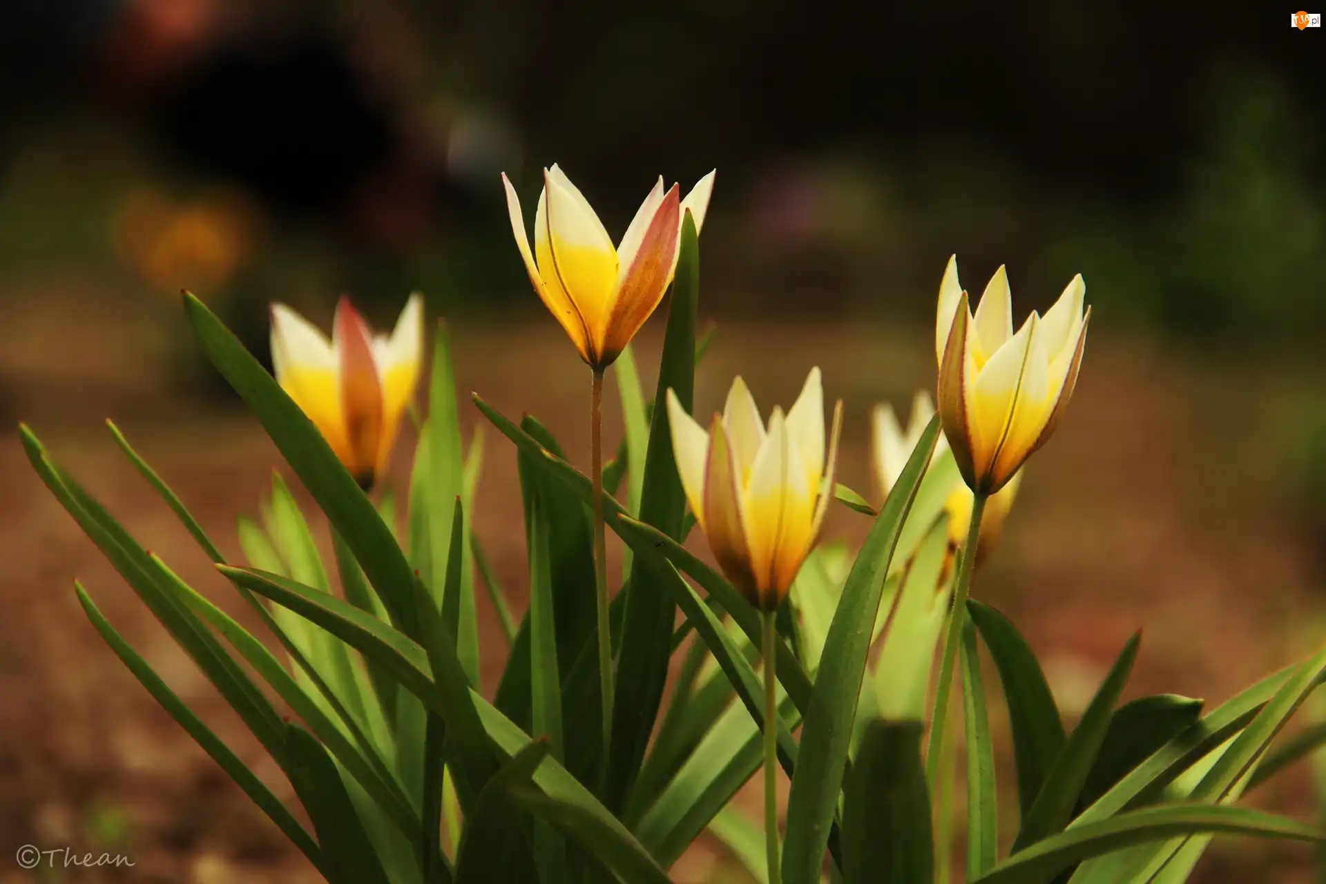 Kwiaty, Żółte, Tulipany
