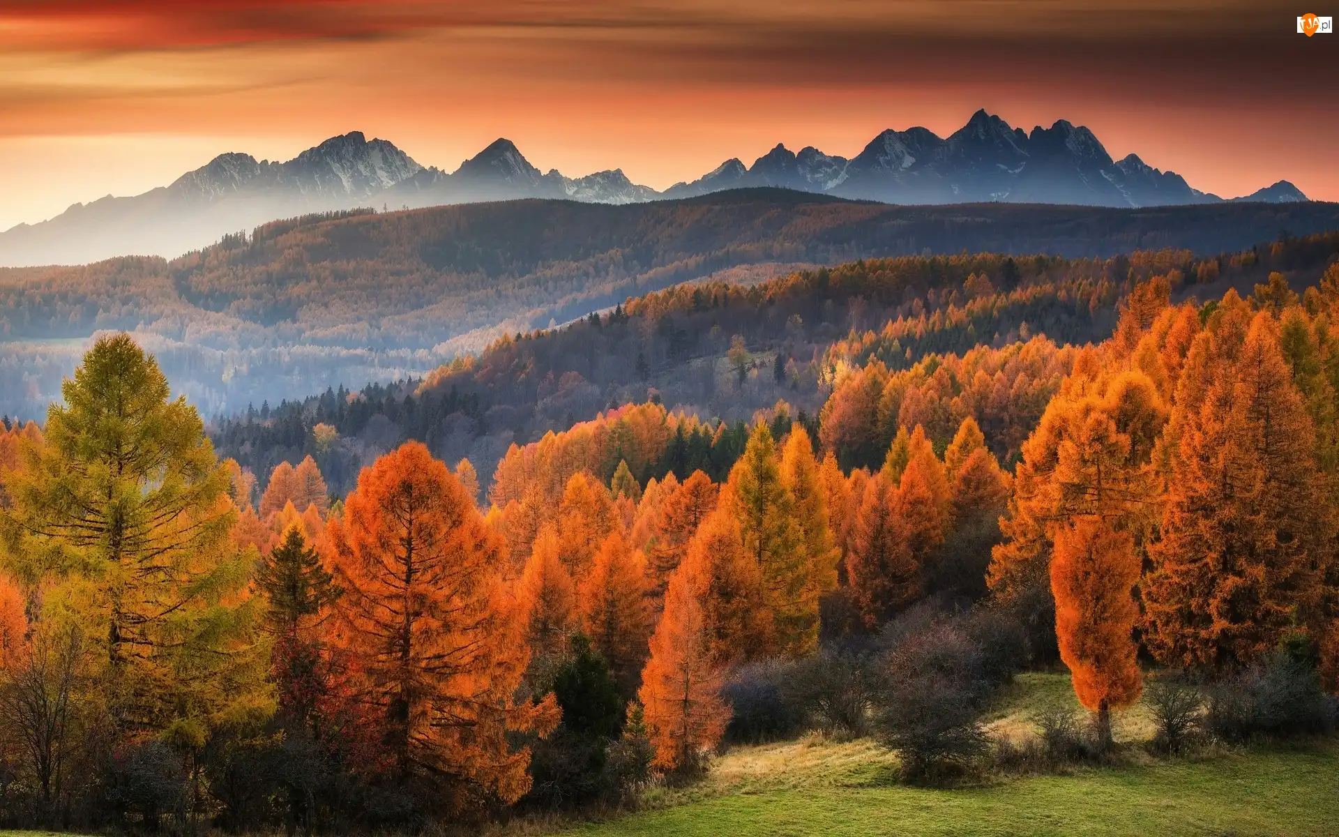 Drzewa, Mgła, Las, Góry, Jesień