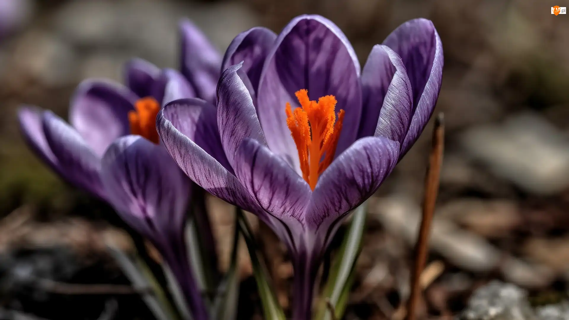 Makro, Kwiat, Fioletowy, Krokus
