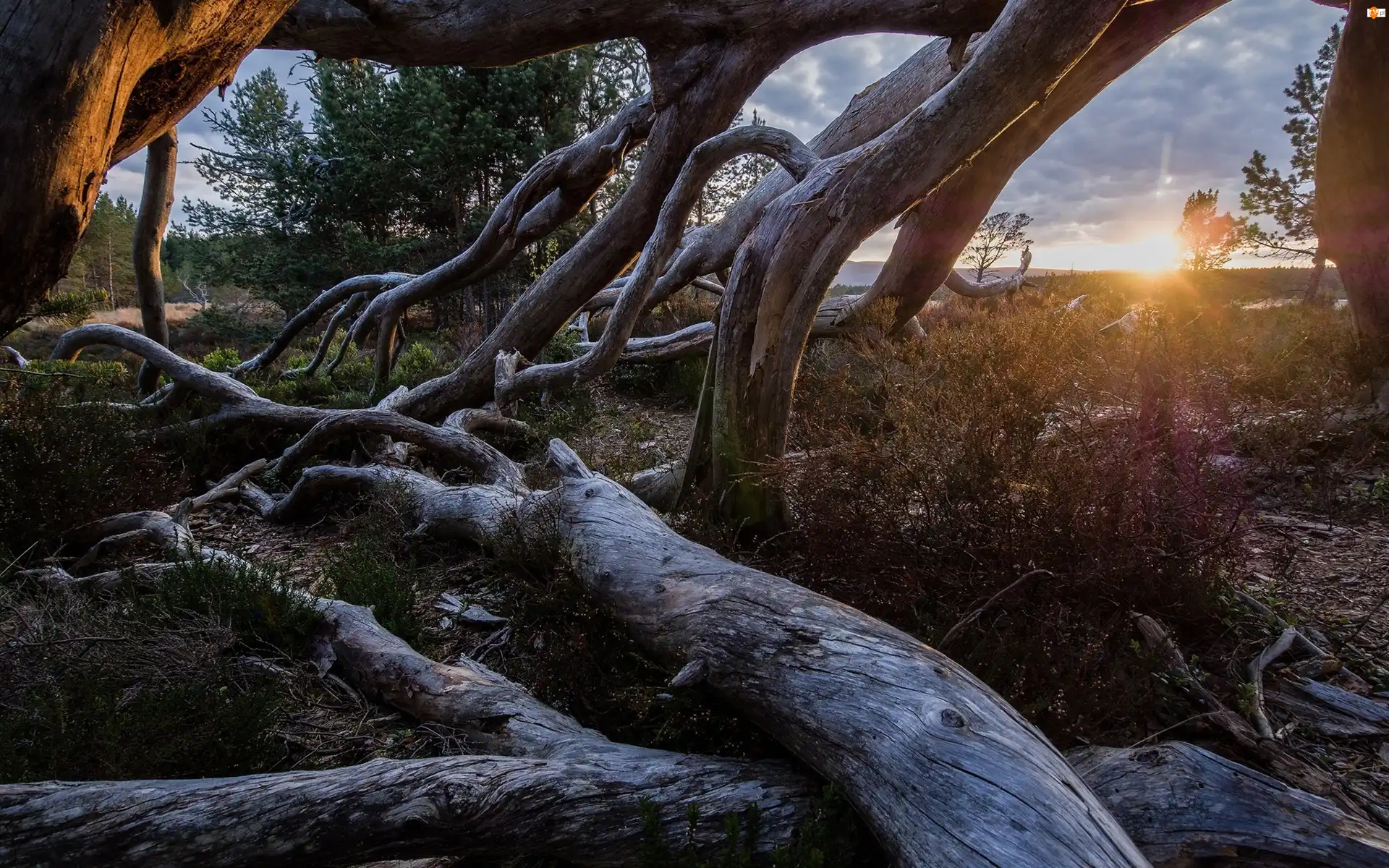 Trawa, Drzewo, Gałęzie, Promienie Słońca