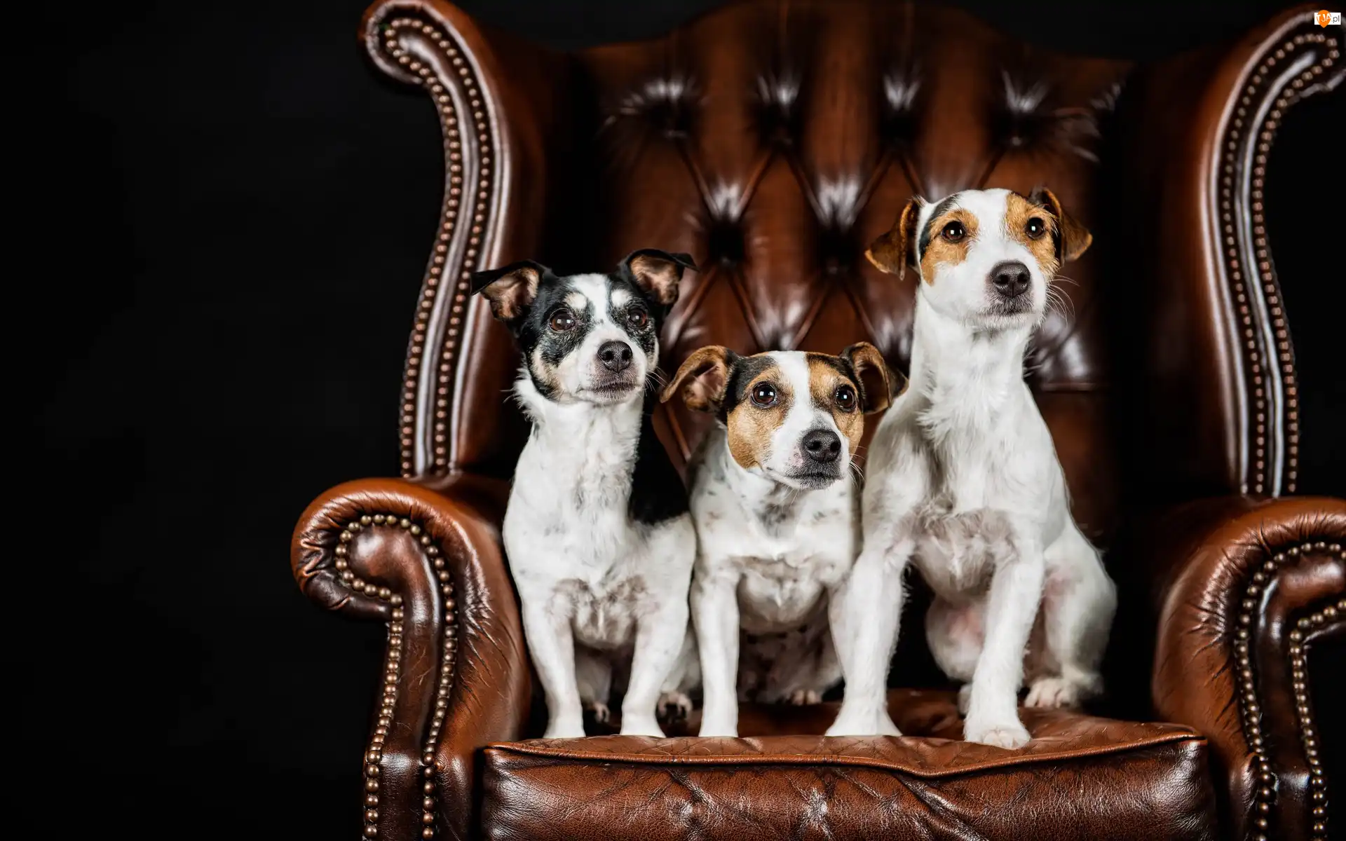 Fotel, Trzy, Psy, Jack Russell terrier