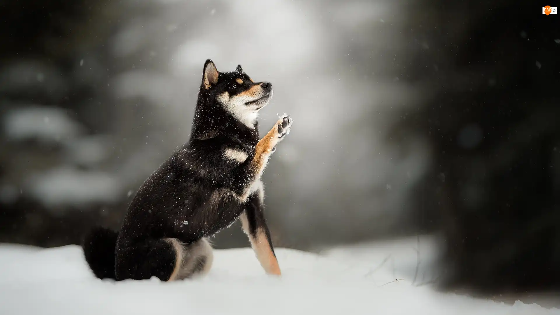 Śnieg, Tło, Shiba inu, Pies, Rozmyte