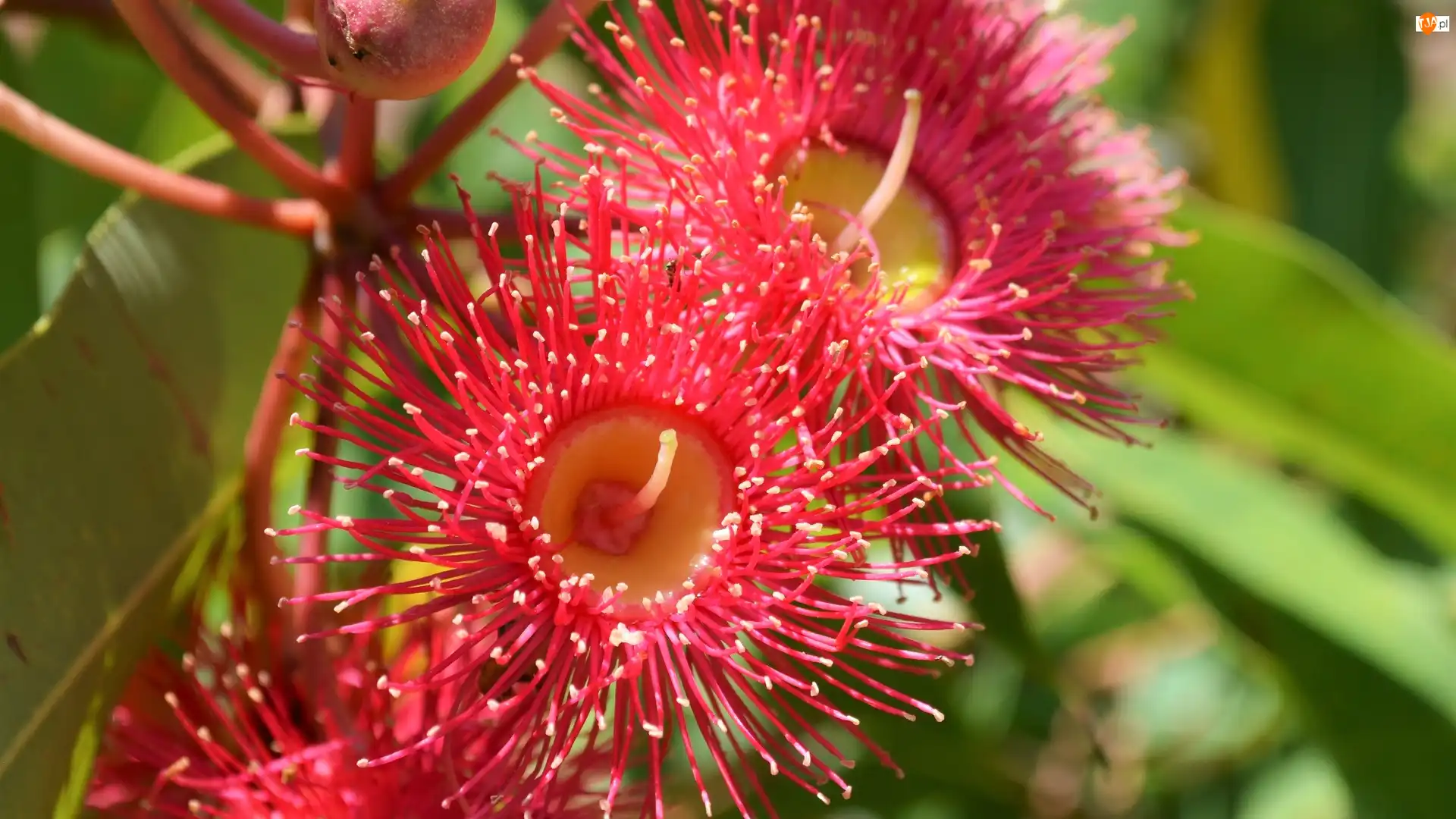 Corymbia Ficifolia, Kwiat, Drzewo