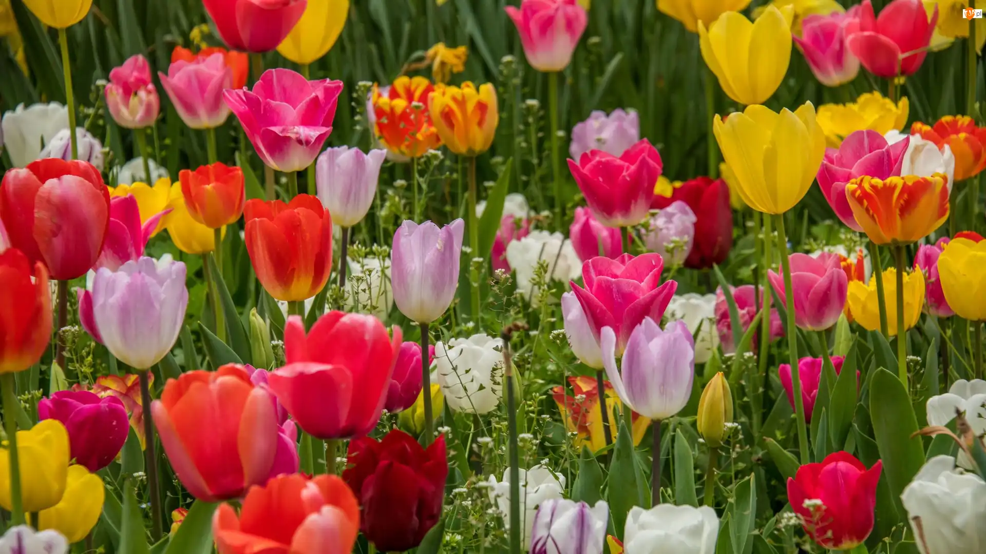 Płatki, Trawa, Kwiaty, Tulipany, Kolorowe
