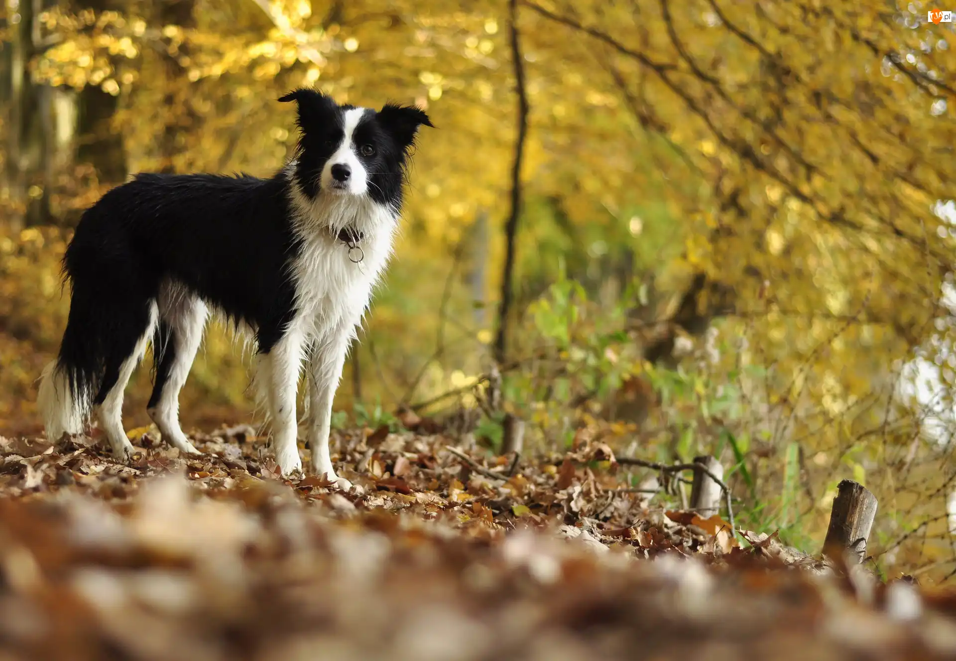 Drzewa, Border collie, Polana, Liście