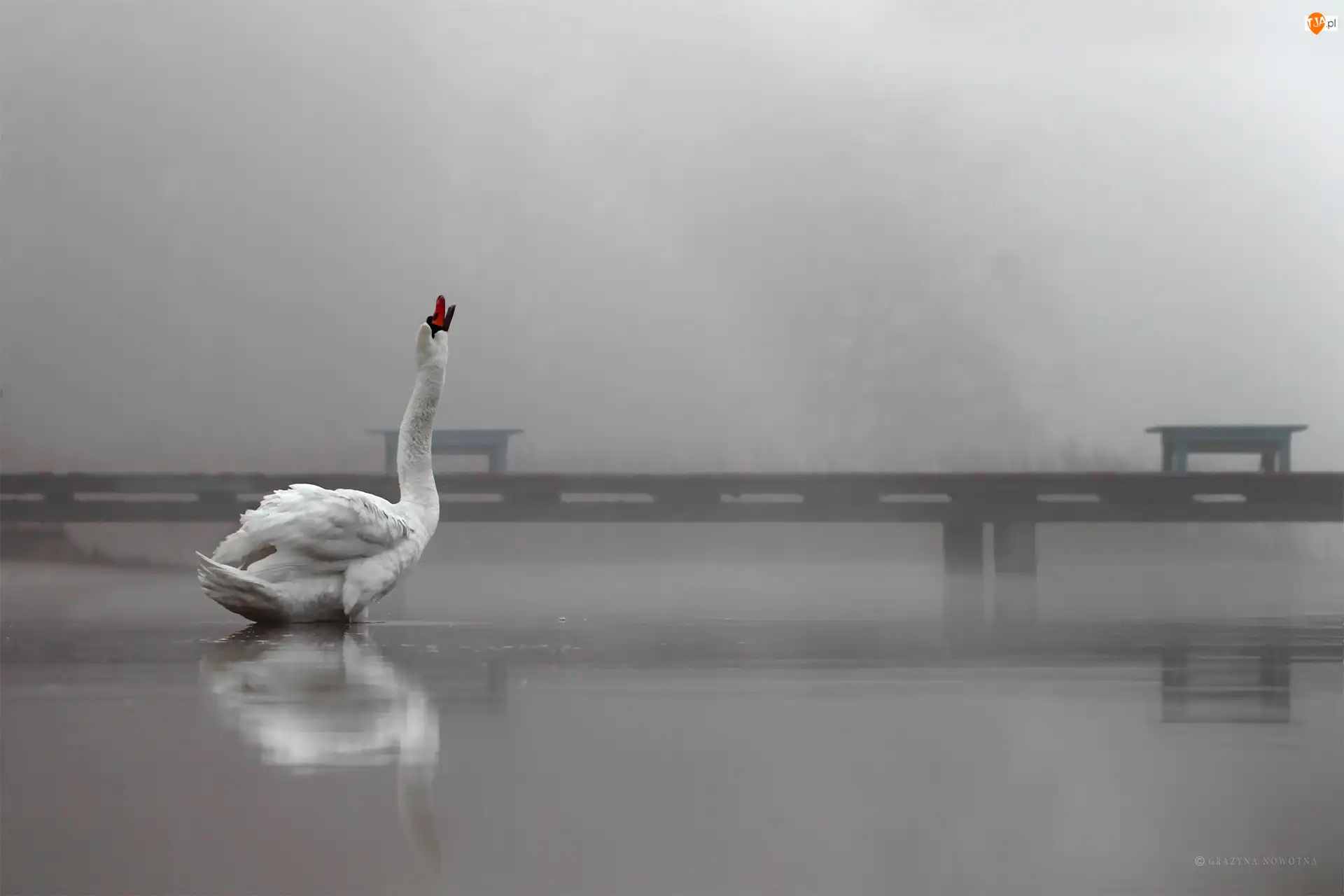 Pomost, Łabędź, Biały, Ptak