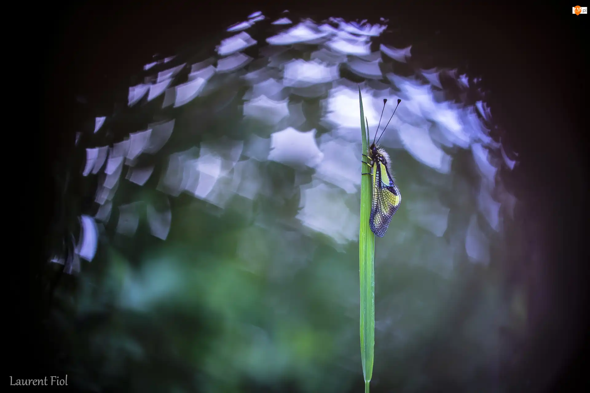 Owad, Żółto-czarny, Źdźbło, Bokeh, Zielone, Trawa