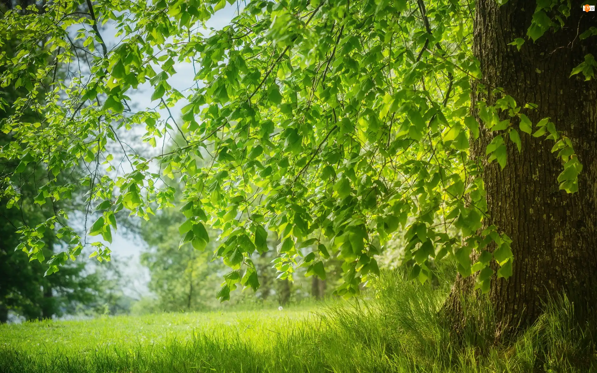 Przebijające, Wiosna, Drzewa, Łąka, Światło