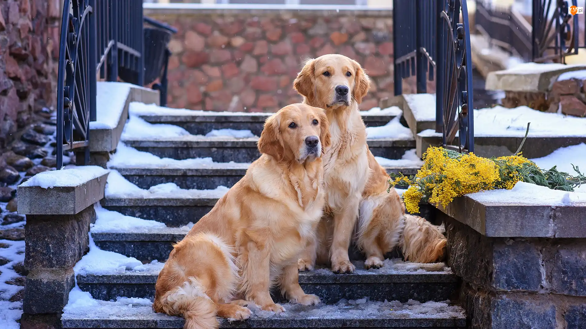 Dwa, Psy, Schody, Śnieg, Golden retrievery, Gałązki