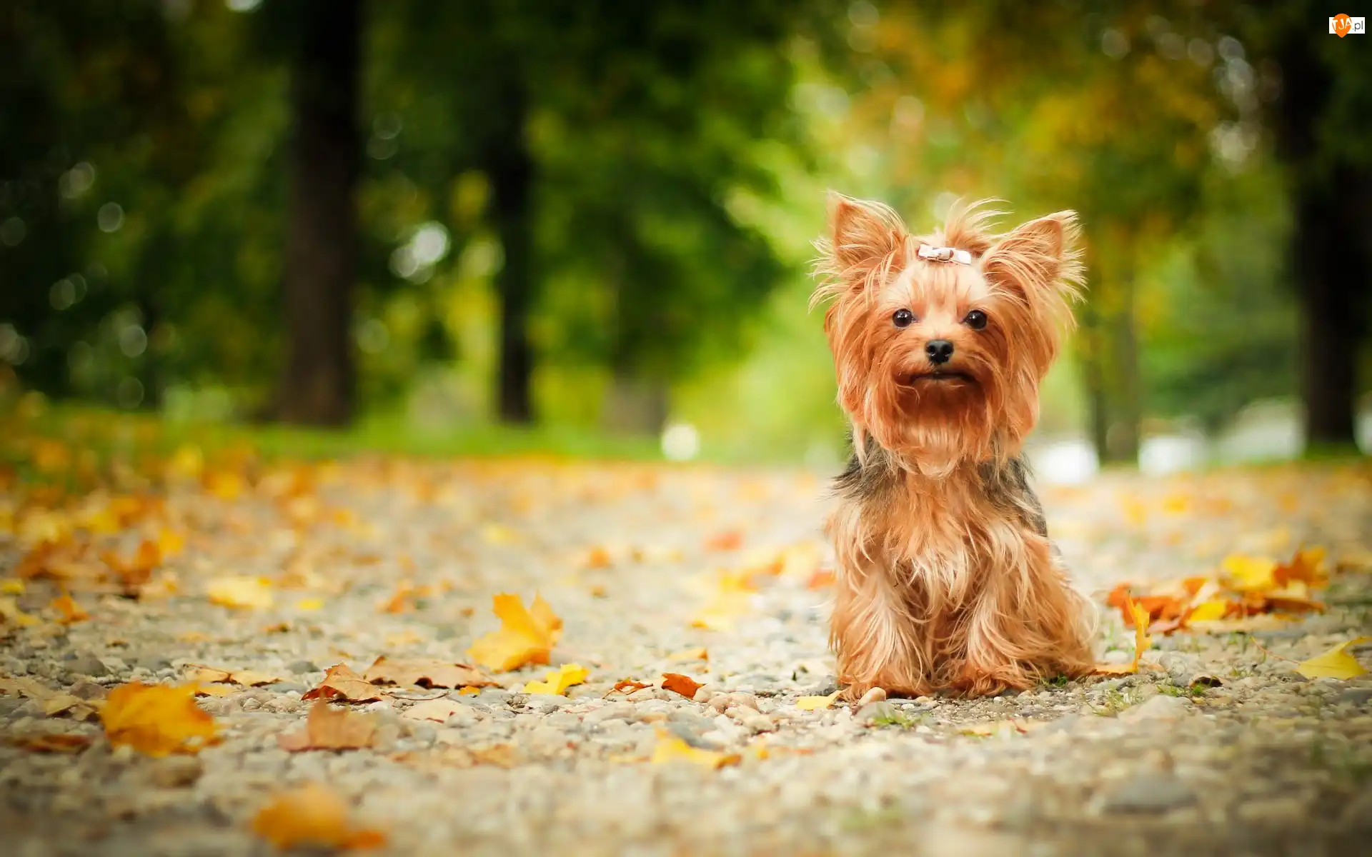 Liście, Yorkshire terrier