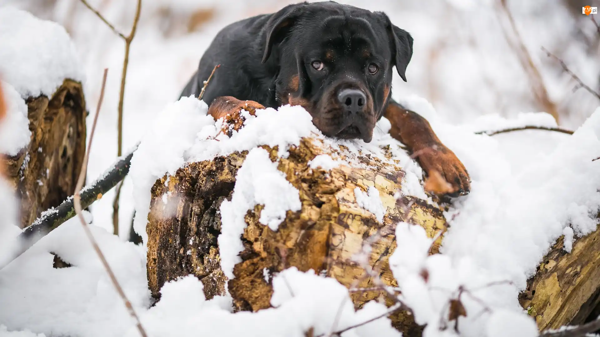 Śnieg, Pies, Rottweiler