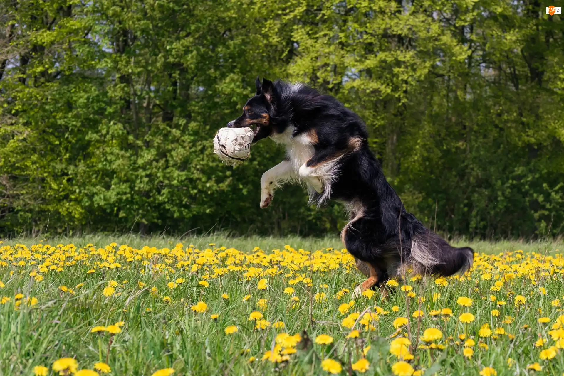 Border collie, Pies, Łąka, Kwiaty, Piłka, Mniszek