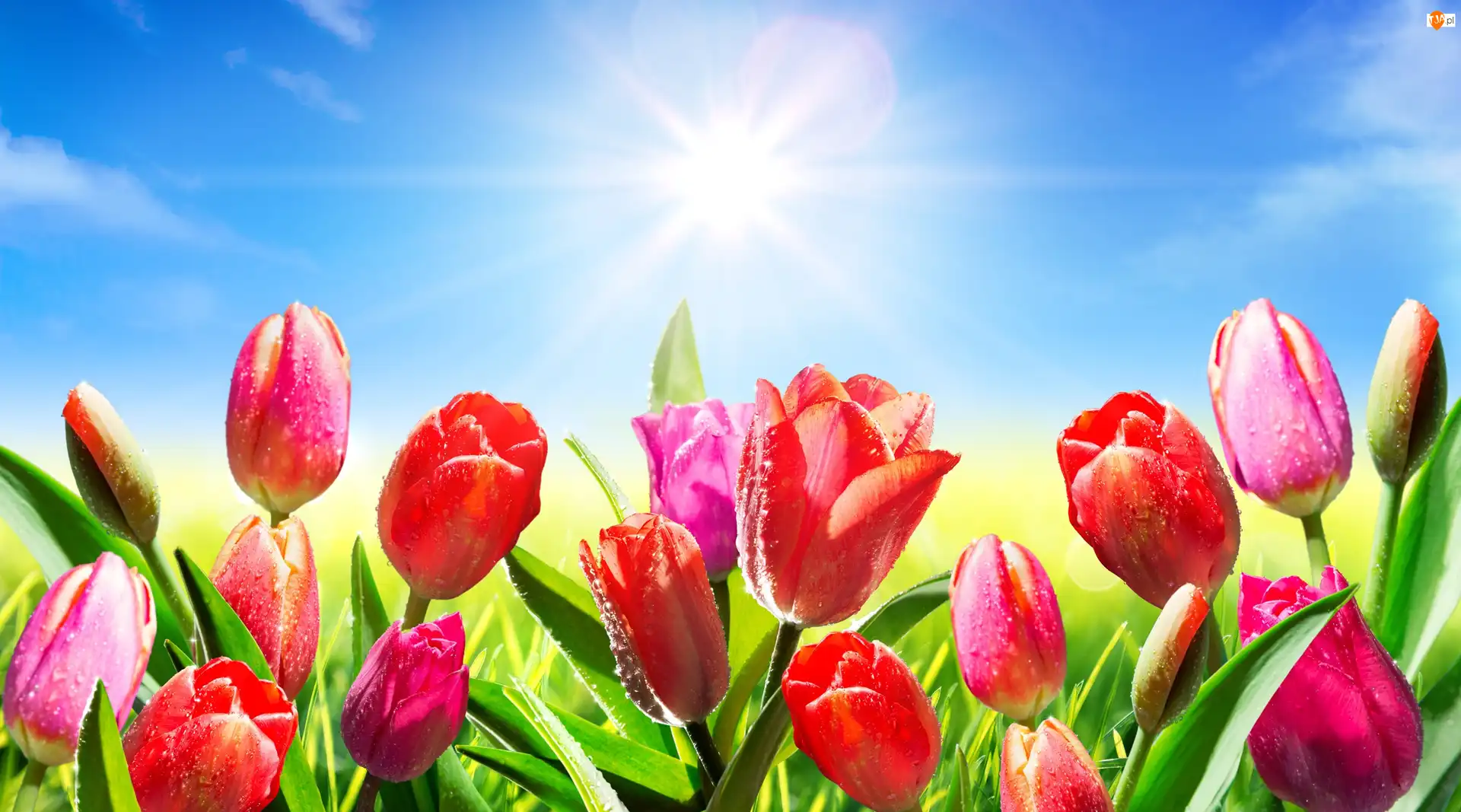 Tulipany, Słońce, Kolorowe, Kwiaty, Niebo