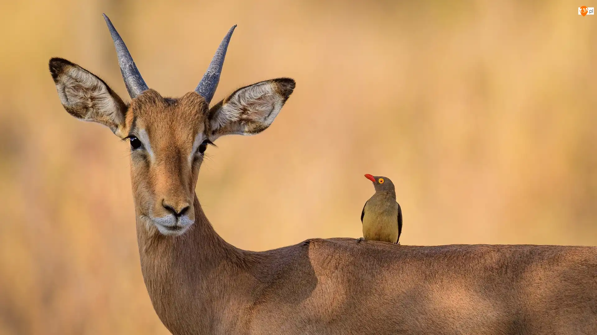 Bąkojad, Impala, Ptak