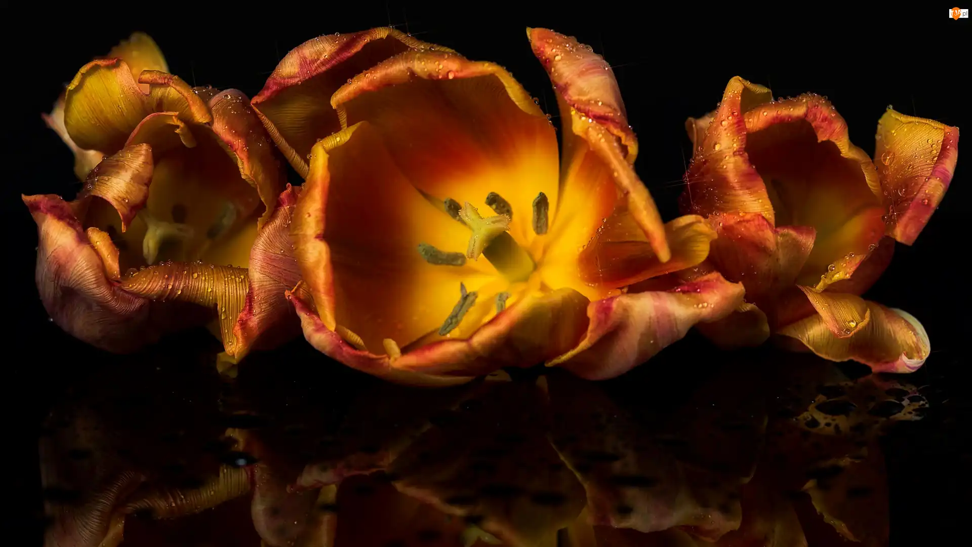 Pomarańczowe, Tulipany, Światło, Ciemne tło, Krople, Odbicie