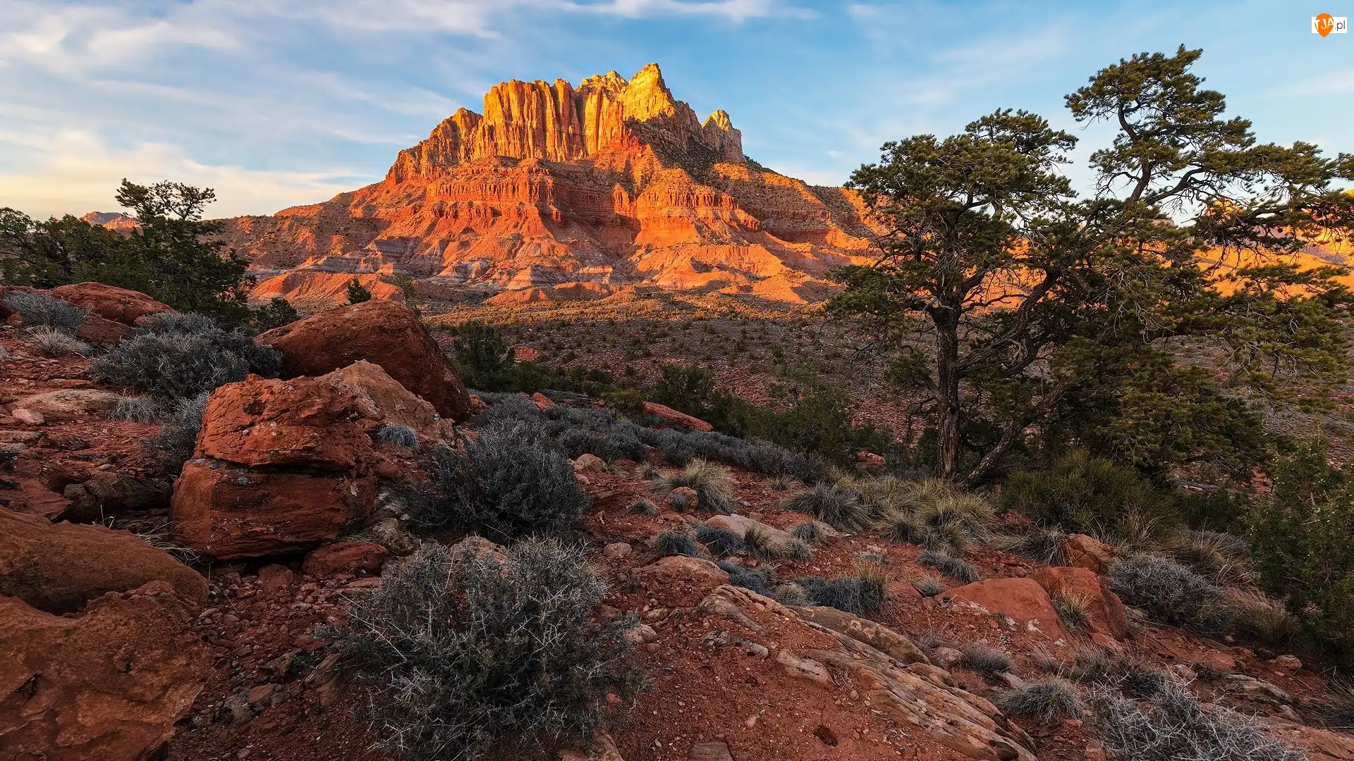 Park Narodowy Zion, Góra, Drzewa, Utah, Szczyt Kinesava, Rośliny, Stany Zjednoczone, Skały