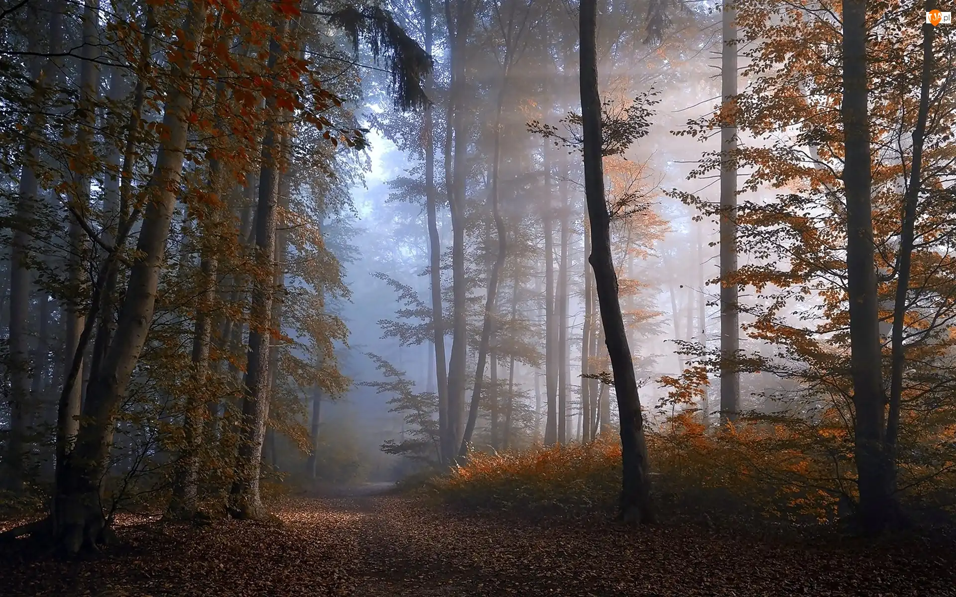 Mgła, Światło, Las, Jesień, Przebijające