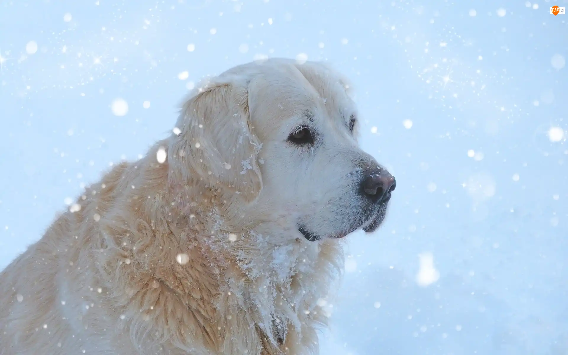 Zima, Golden Retriever, Pies, Śnieg