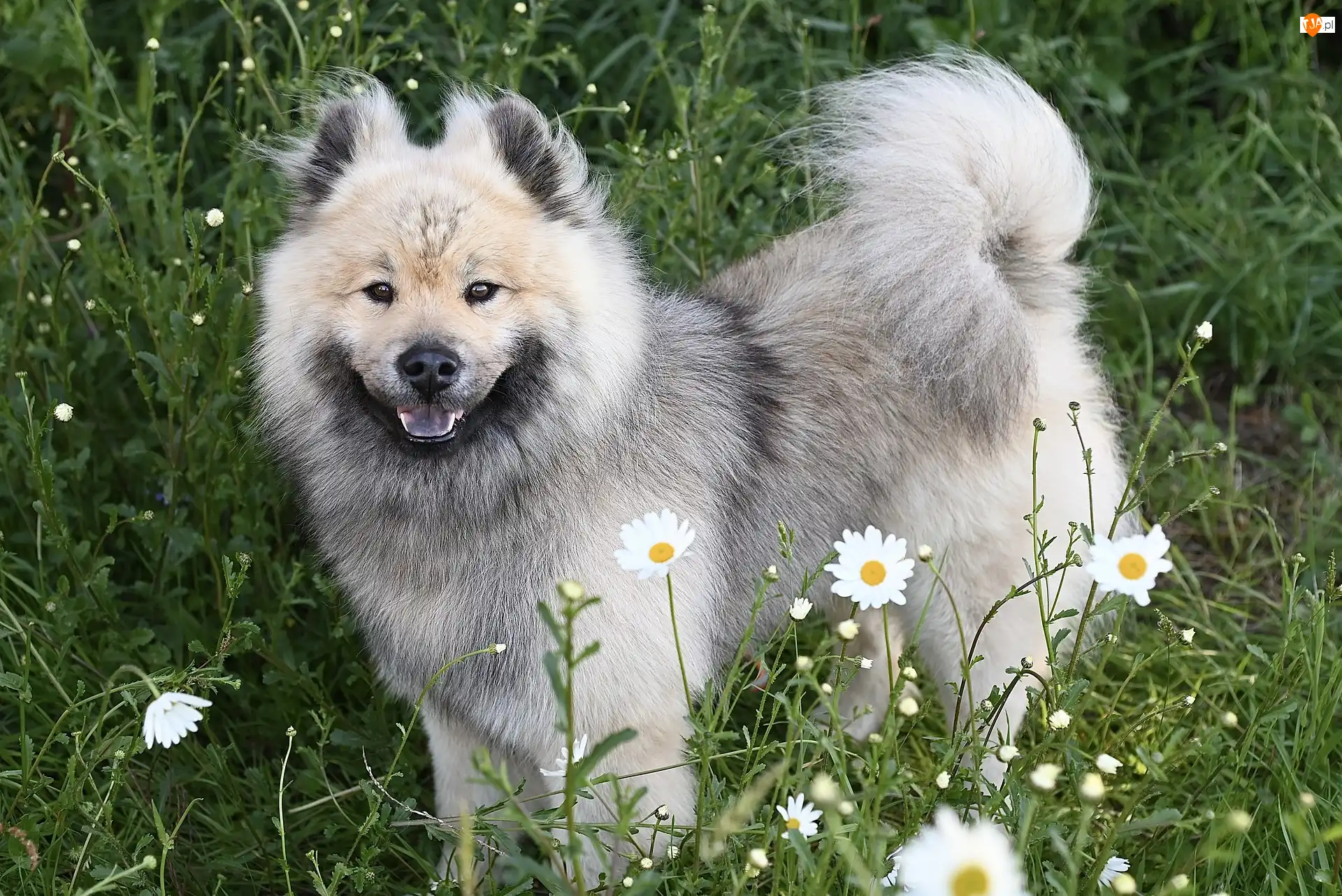 Szpic eurasier, Pies, Łąka, Kwiaty