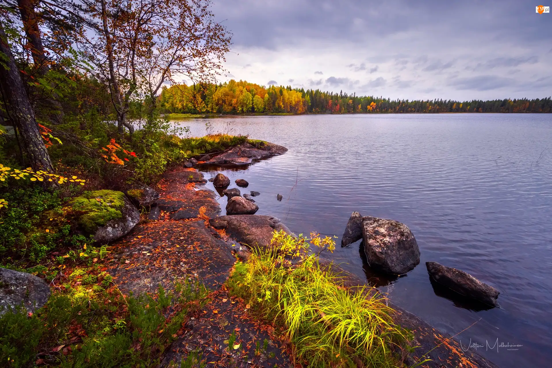 Finlandia, Drzewa, Trawa, Pożółkłe, Jezioro, Jesień, Kamienie, Lentua, Las, Kuhmo