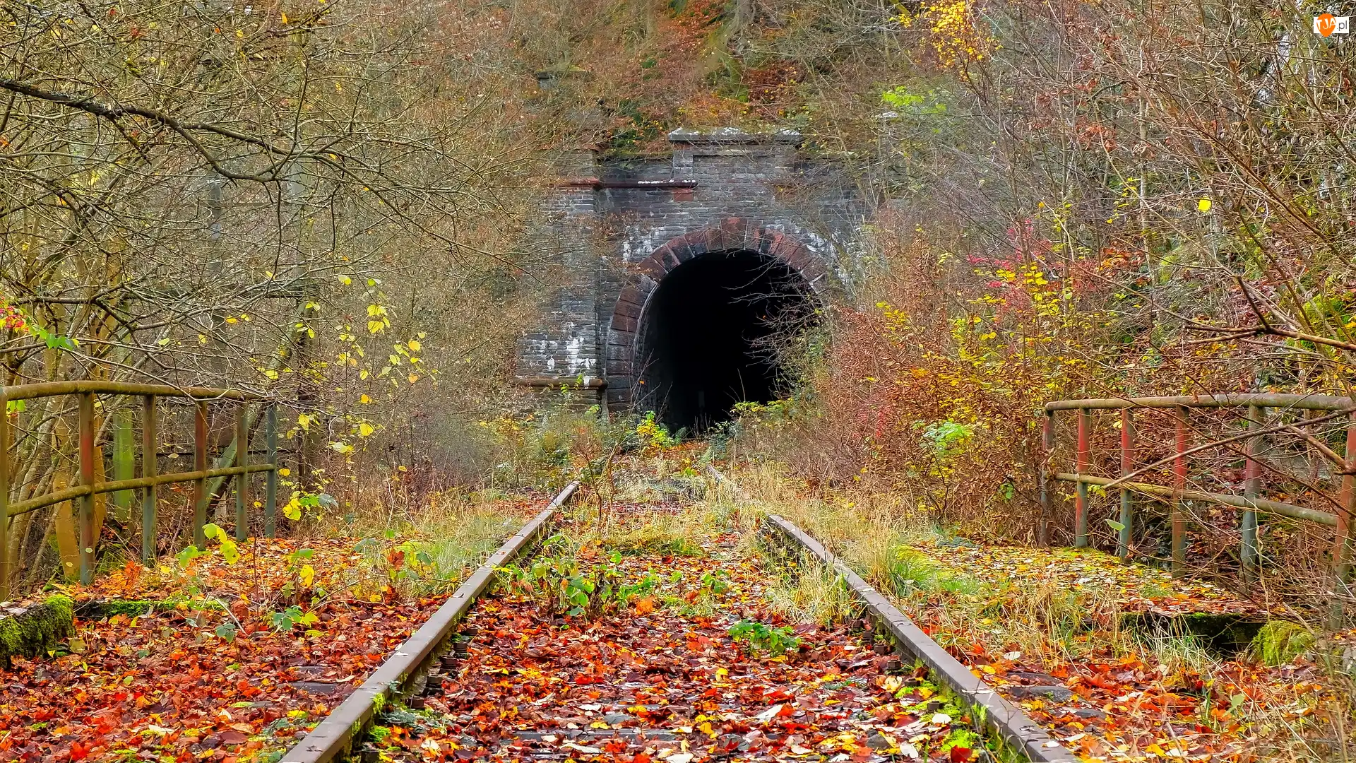Barierki, Tory kolejowe, Drzewa, Tunel, Liście, Krzewy