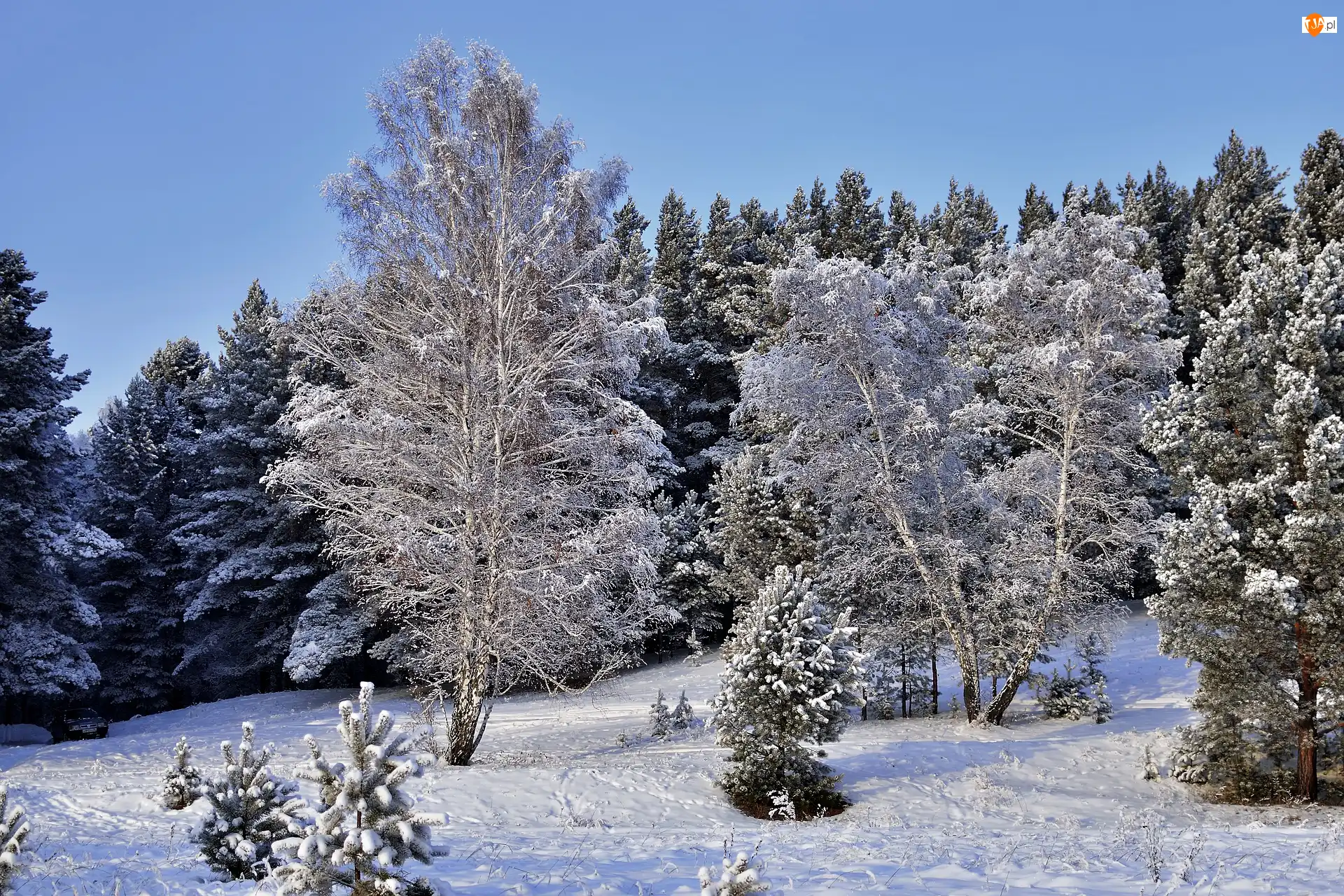 Ośnieżony, Śnieg, Drzewa, Zima, Las