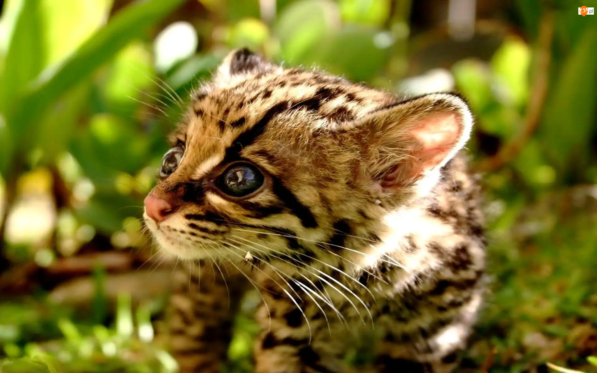 Zieleń, Oczy, Mały, Margay, Czarne