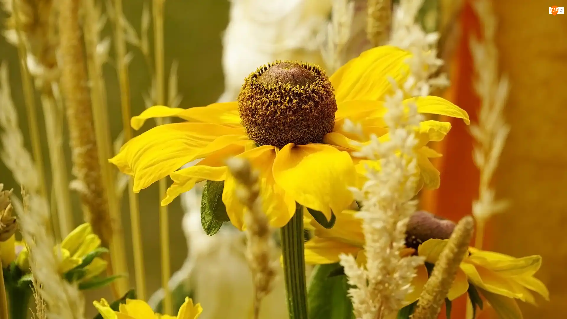 Rudbekia, Kwiat, Żółta