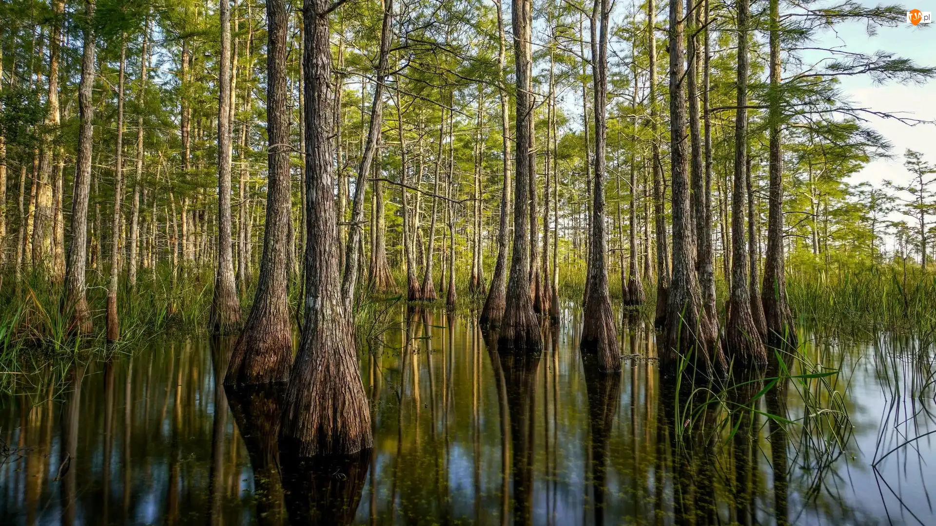 Big Cypress National Preserve, Las, Mokradła, Stan Floryda, Drzewa, Rezerwat, Stany Zjednoczone, Cyprysy