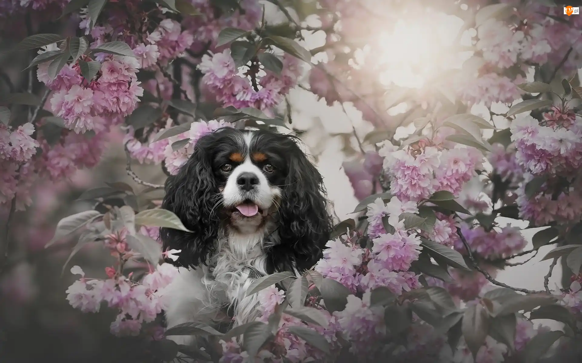 Cavalier king charles spaniel, Różowe, Gałązki, Pies, Wiśnia, Drzewo owocowe, Kwiaty