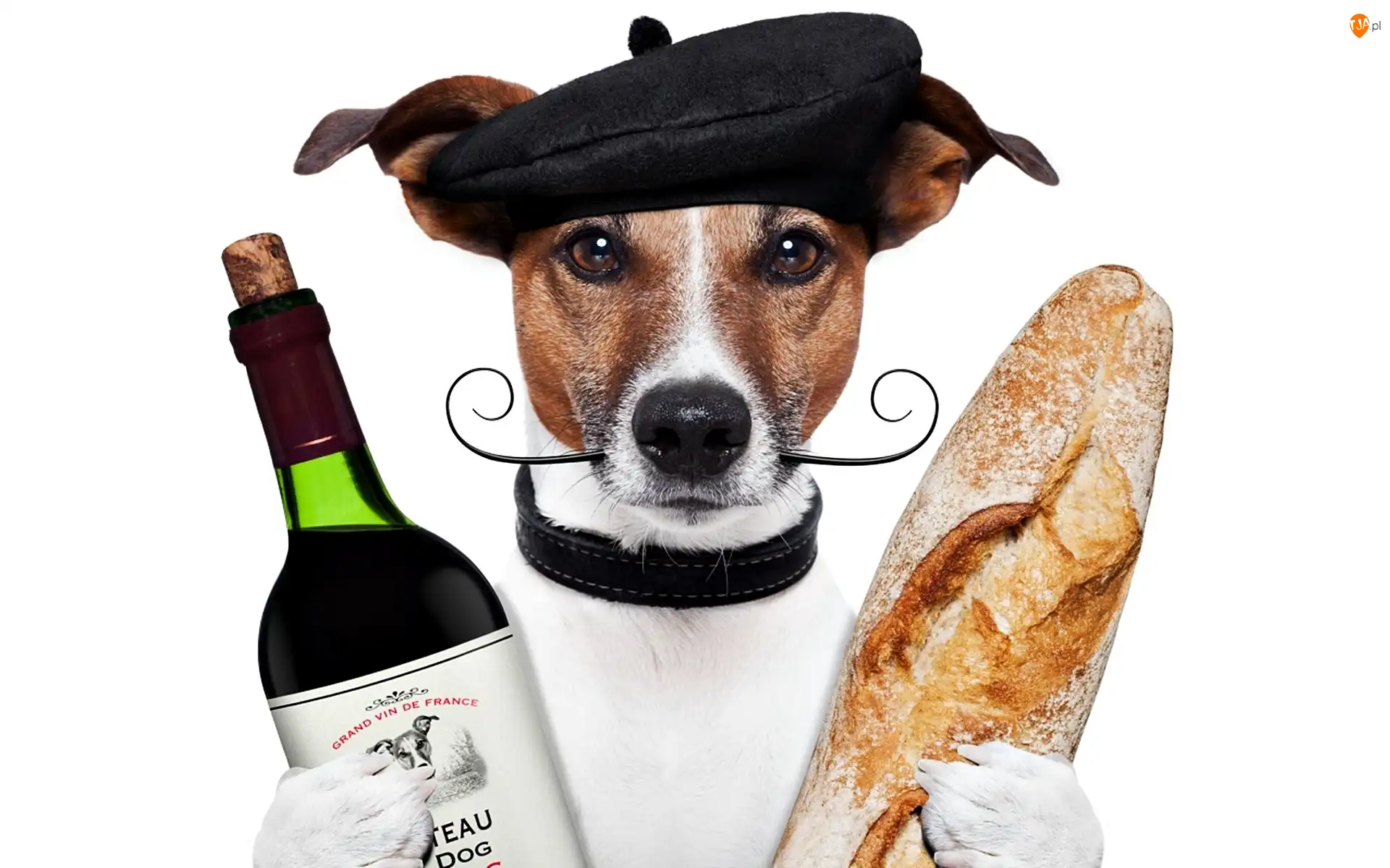 Wąsy, Wino, Beret, Pies, Bagietka