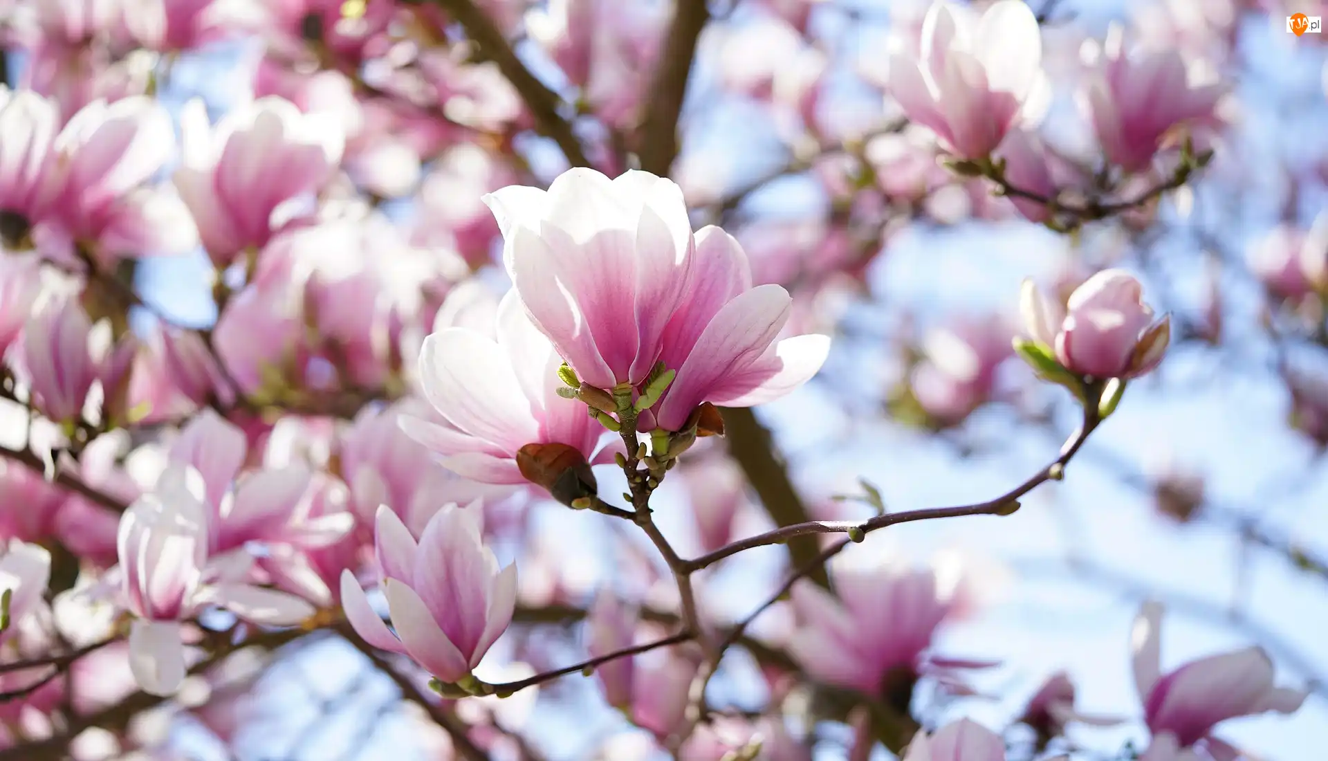 Gałązki, Różowo-białe, Kwiaty, Magnolia