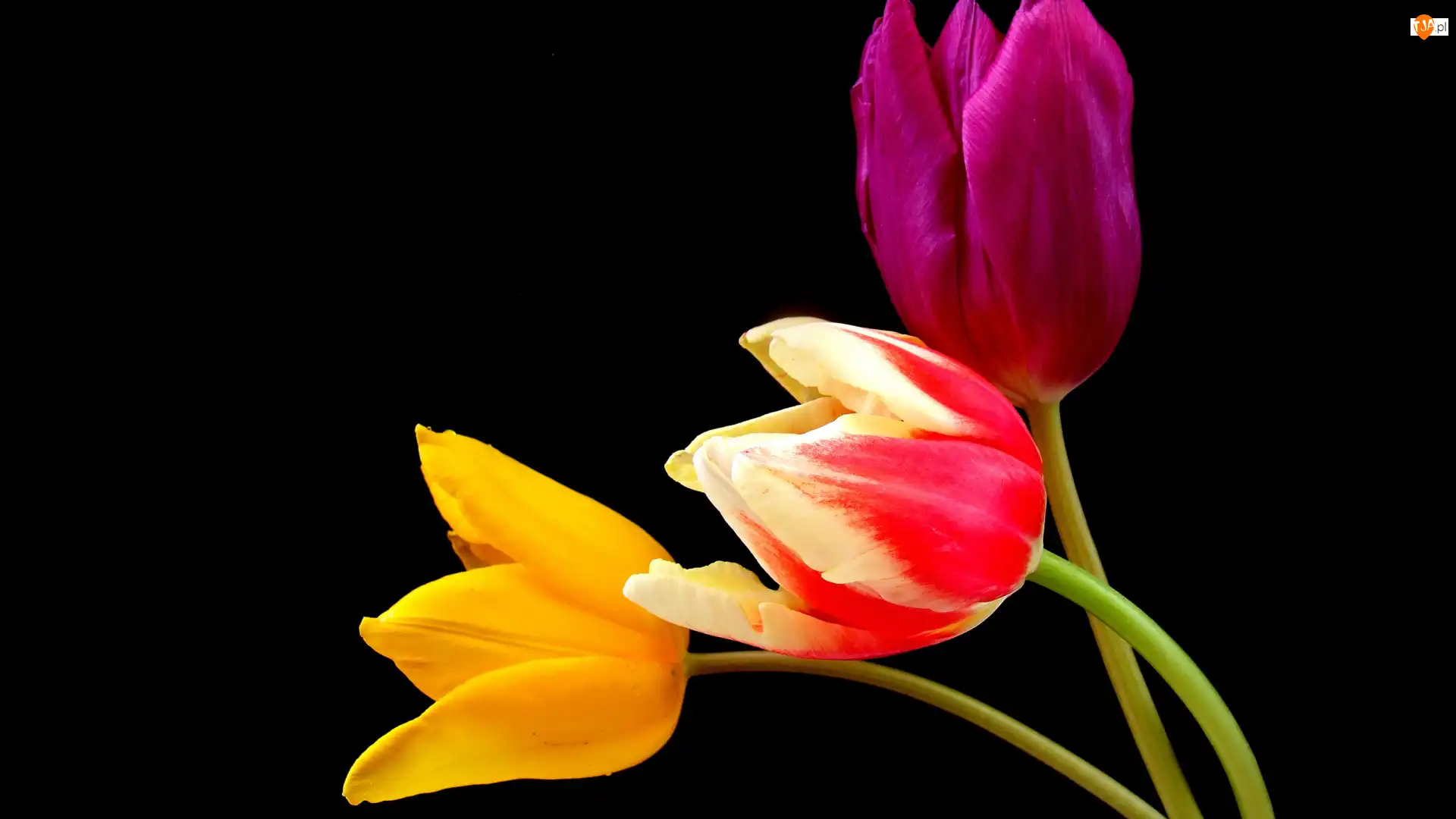 Tulipany, Trzy, Kolorowe