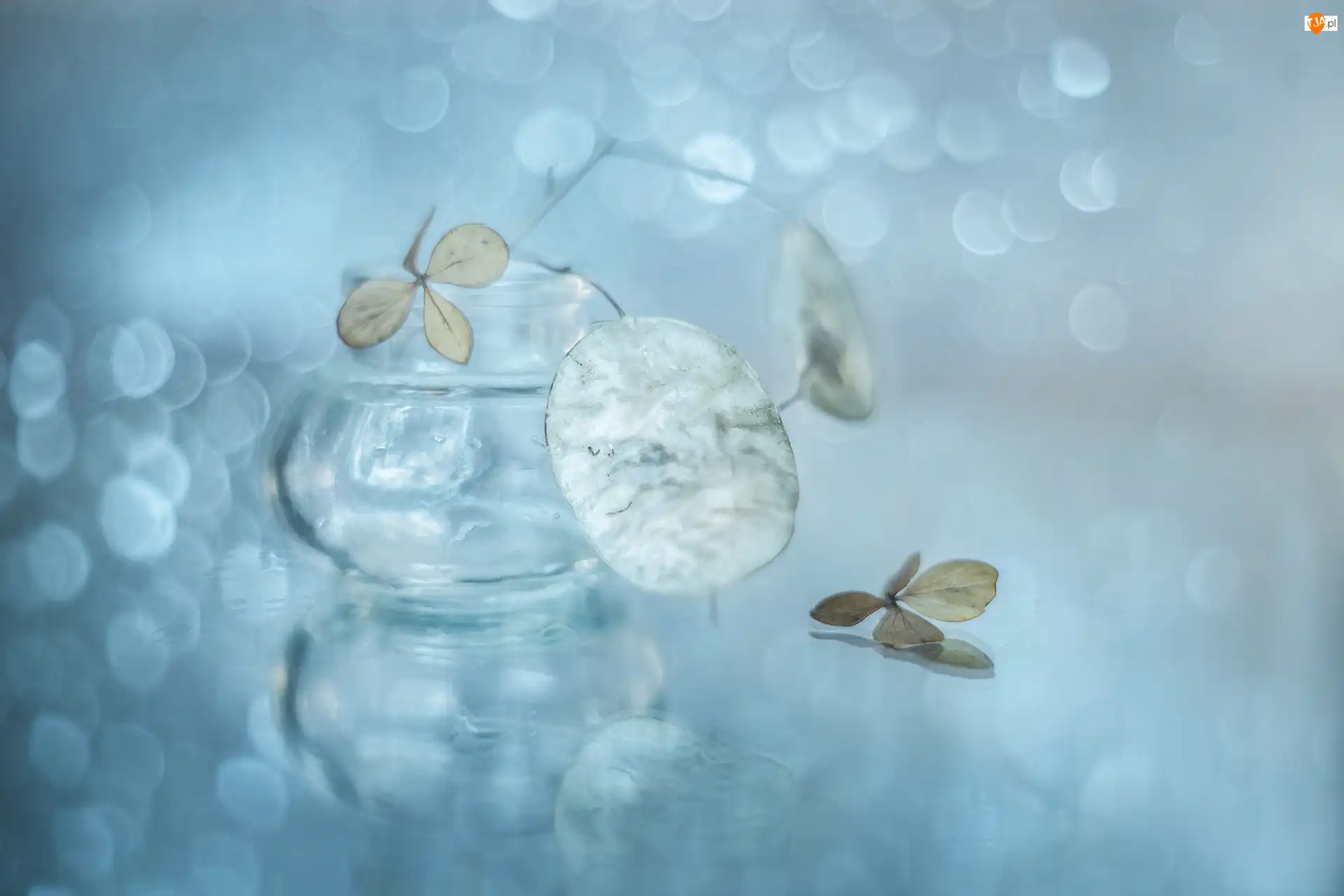 Bokeh, Miesiącznica, Hortensja, Suszki
