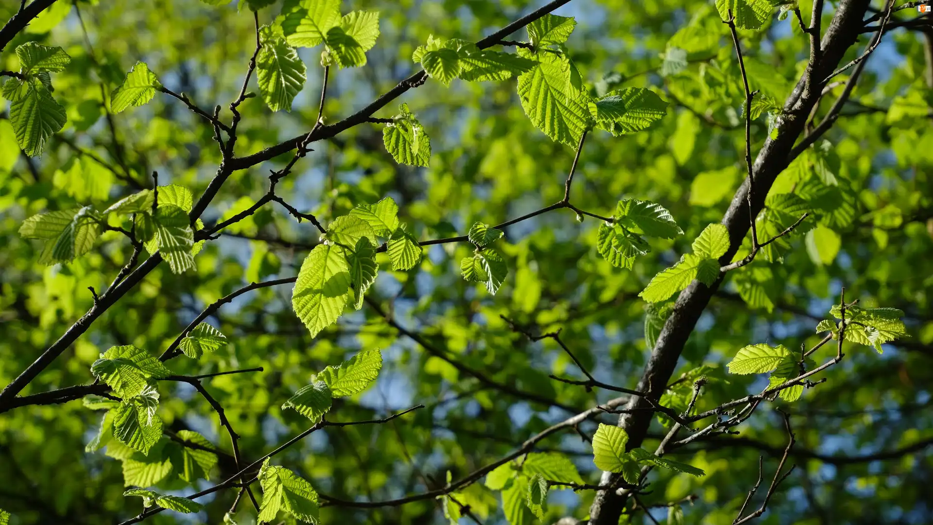 Zbliżenie, Gałązki, Zielone, Liście