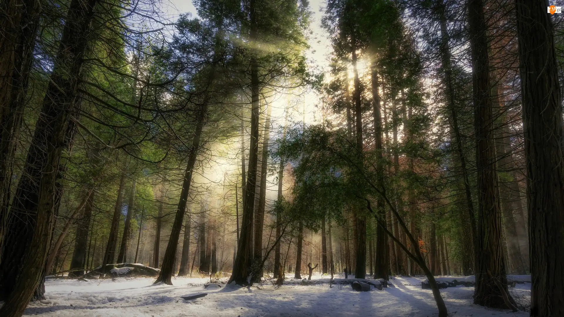 Stan Kalifornia, Park Narodowy Yosemite, Promienie słońca, Stany Zjednoczone, Śnieg, Drzewa, Las