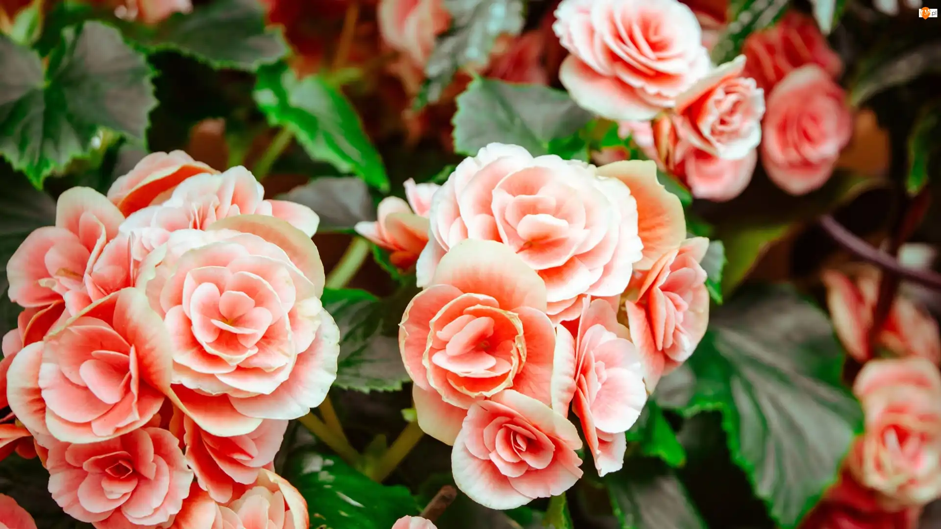Begonia bulwiasta