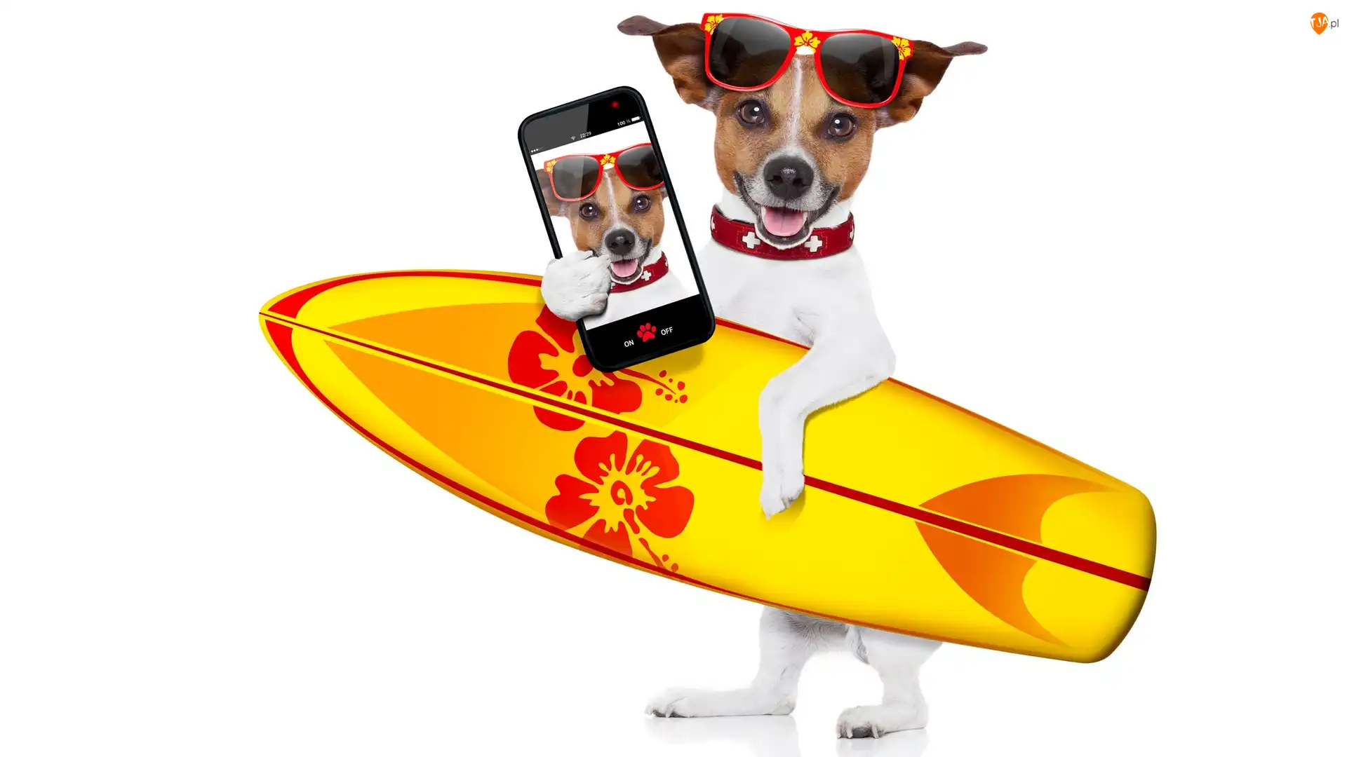 Telefon, Jack Russell terrier, Deska surfingowa, Okulary