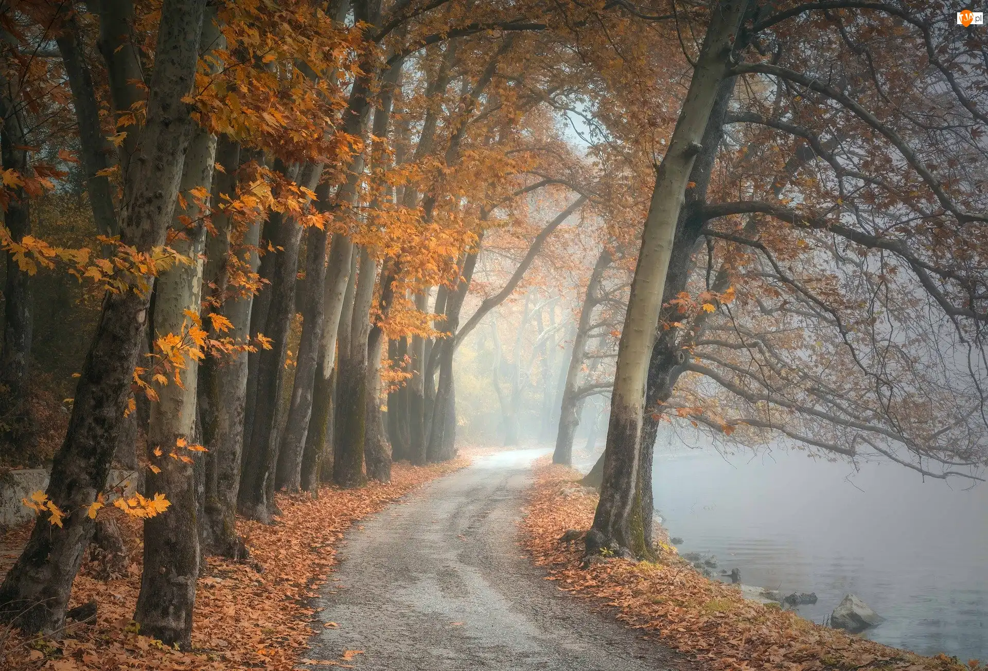 Drzewa, Jesień, Droga, Mgła, Liście, Jezioro