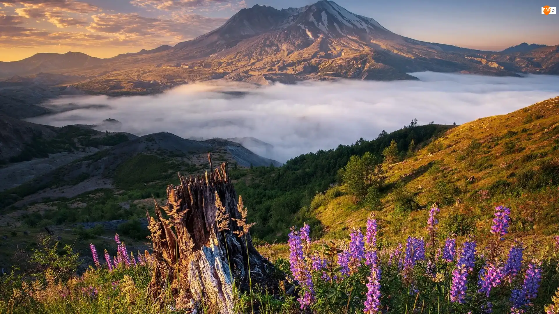 Chmury, Góry Kaskadowe, Łubin, Stan Waszyngton, Wulkan, Mgła, Stany Zjednoczone, Mount St Helens