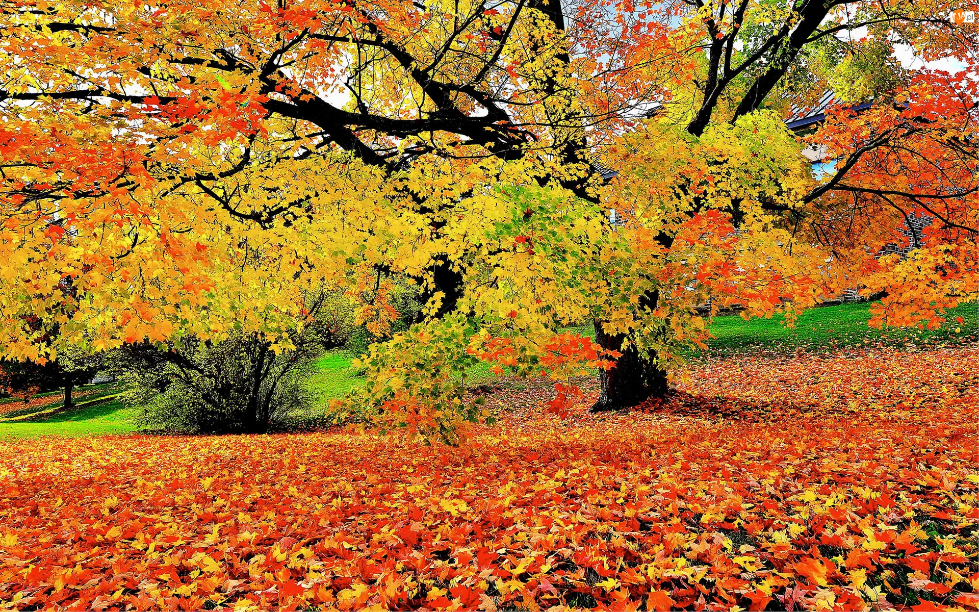 Krzew, Park, Leżące, Liście, Drzewo