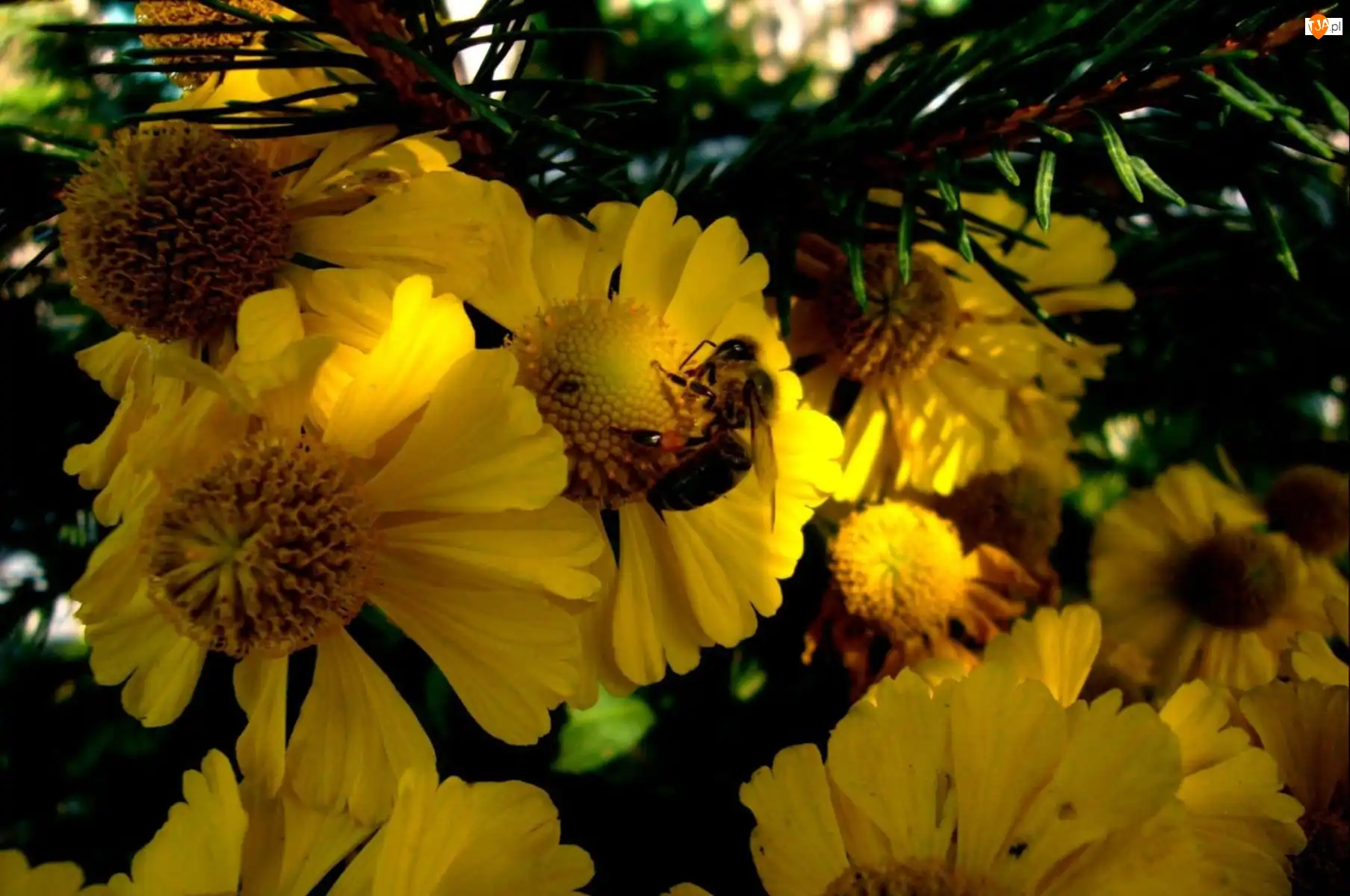 Rudbekia, Pszczoła