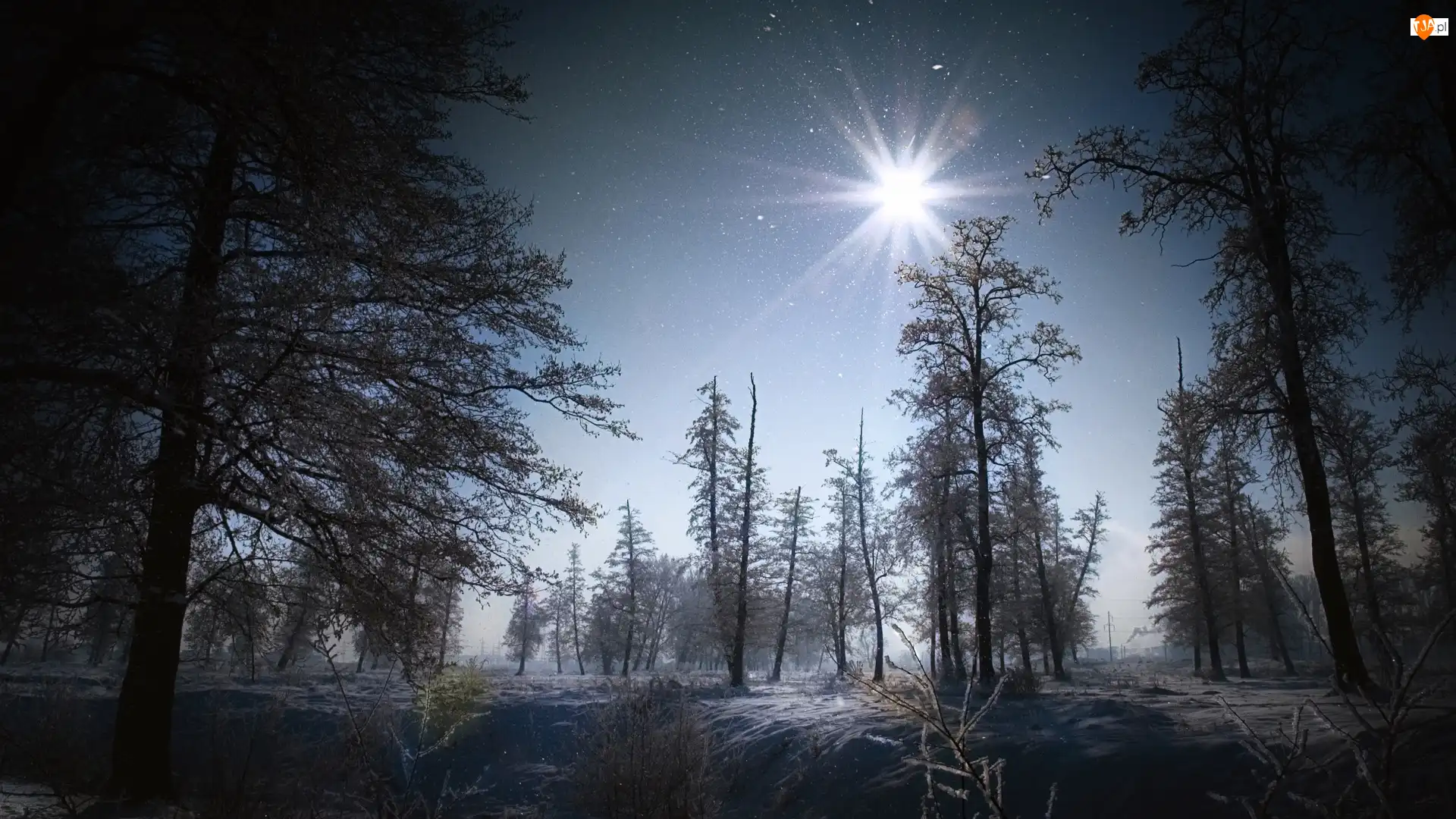 Słońce, Las, Drzewa, Niebo
