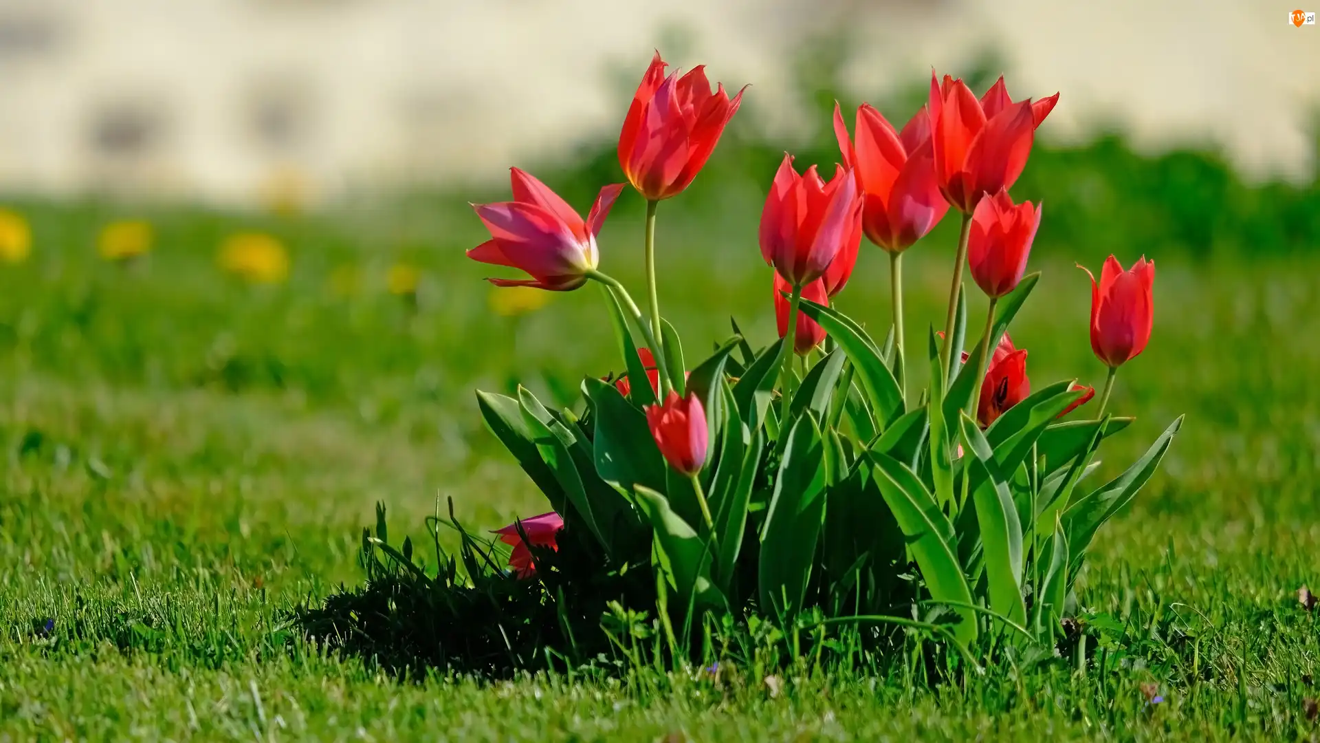 Tulipany, Trawa, Czerwone, Kwiaty, Liście
