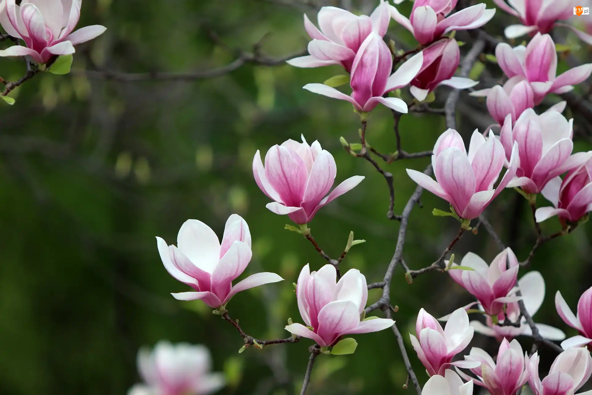 Magnolie, Gałęzie, Kwiaty