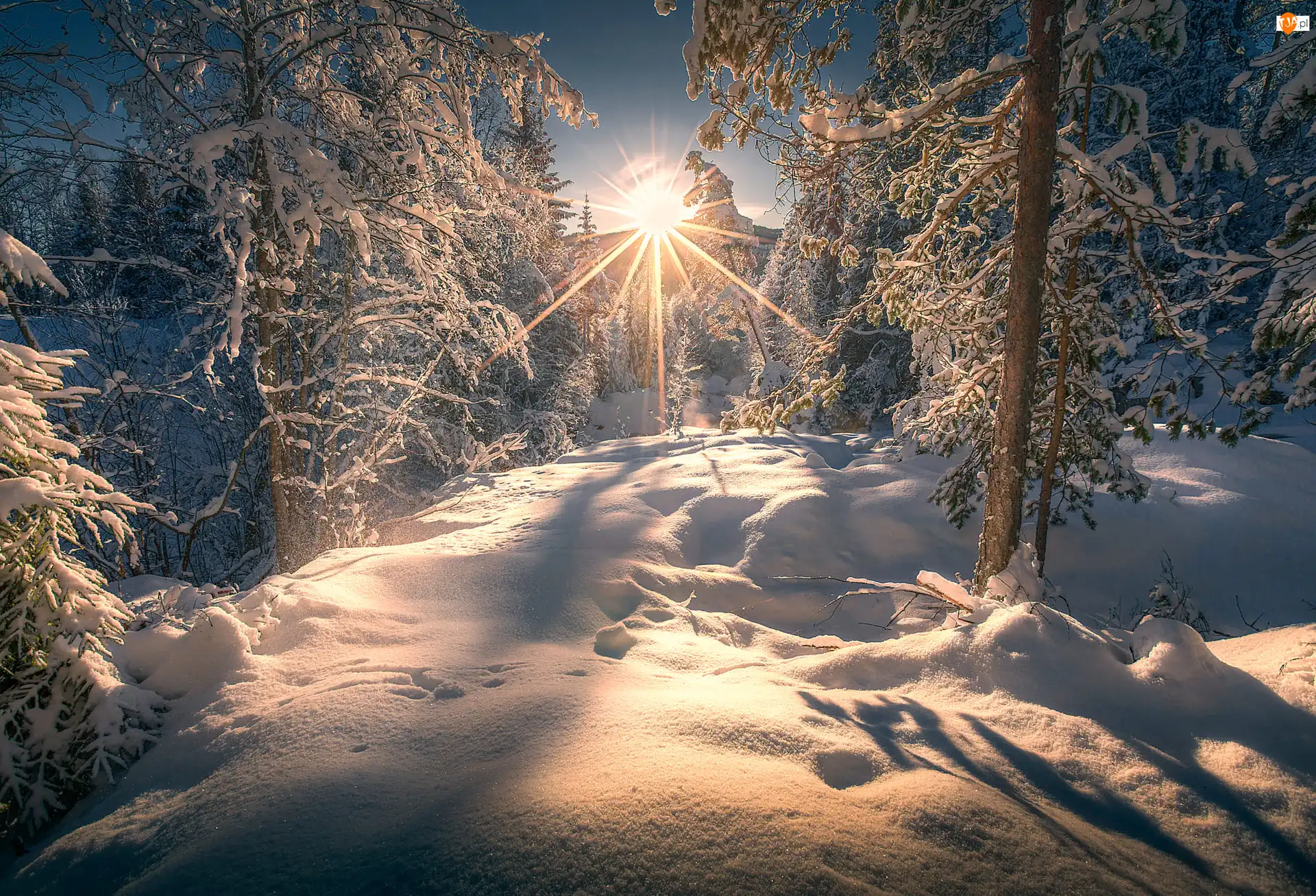 Las, Śnieg, Drzewa, Zima, Promienie słońca