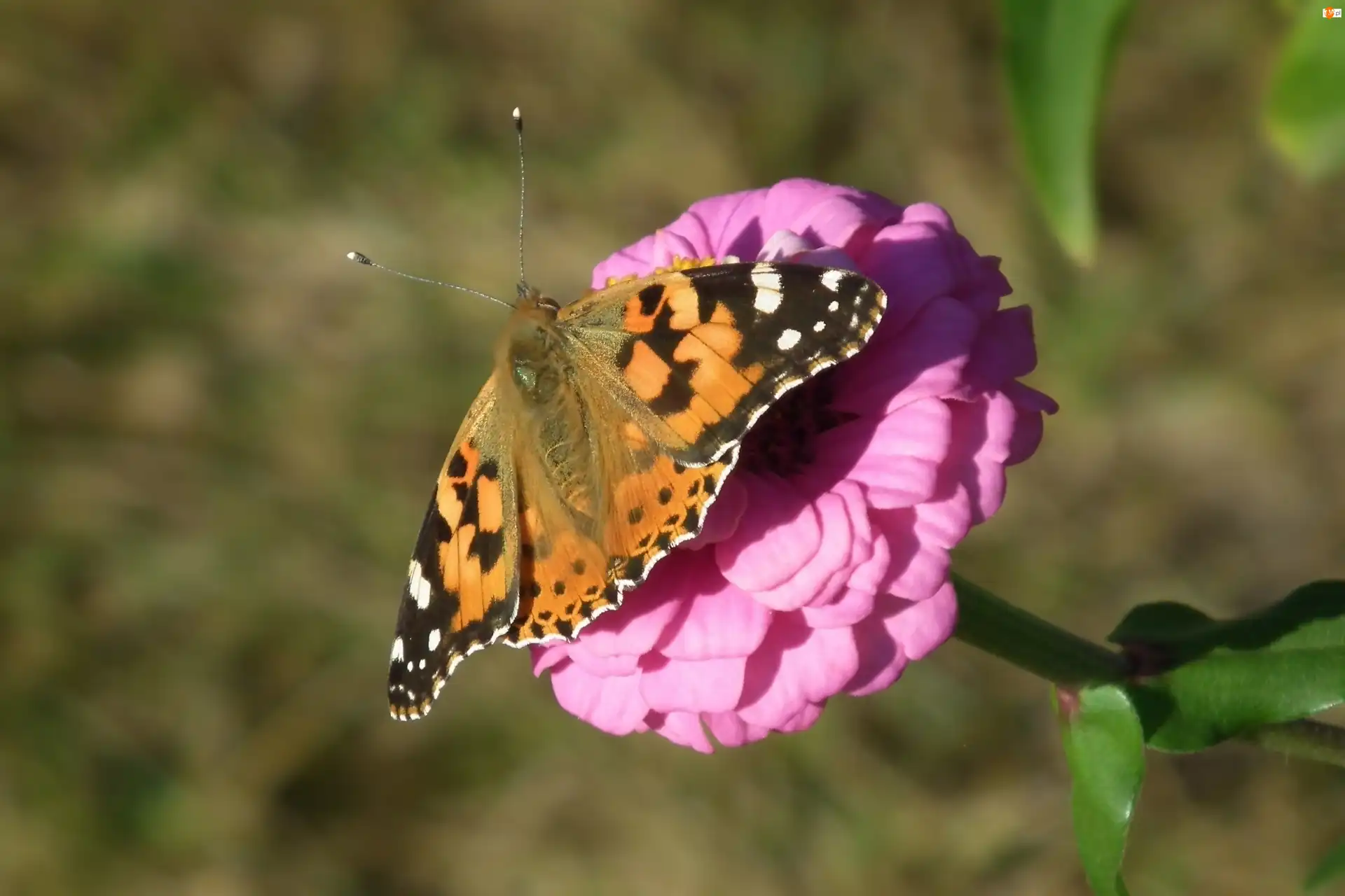 Cynia, Motyl, Rusałka osetnik, Kwiat