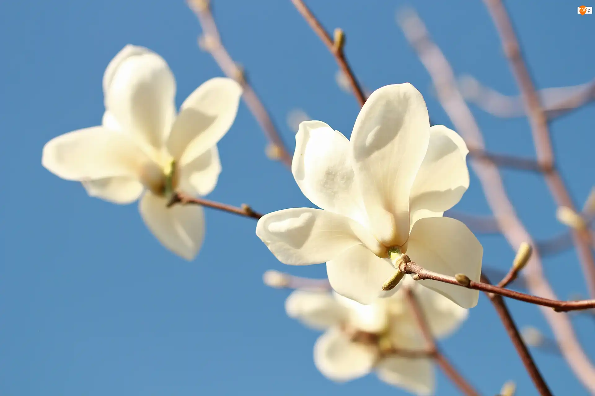 Magnolia, Kwiaty, Biała